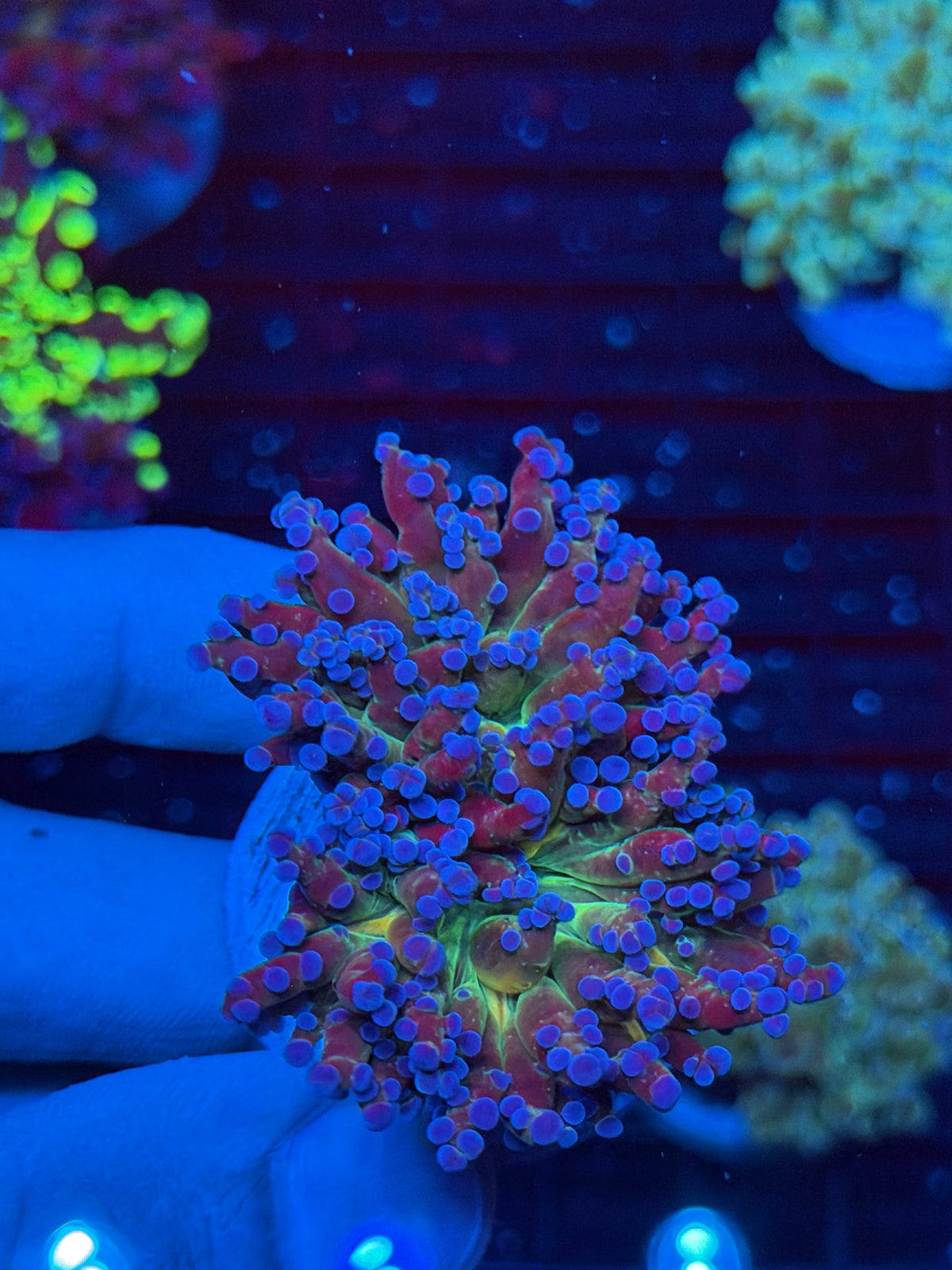 JEA Galaxy Frogspawn Coral 2 Heads Splitting XL 9/22