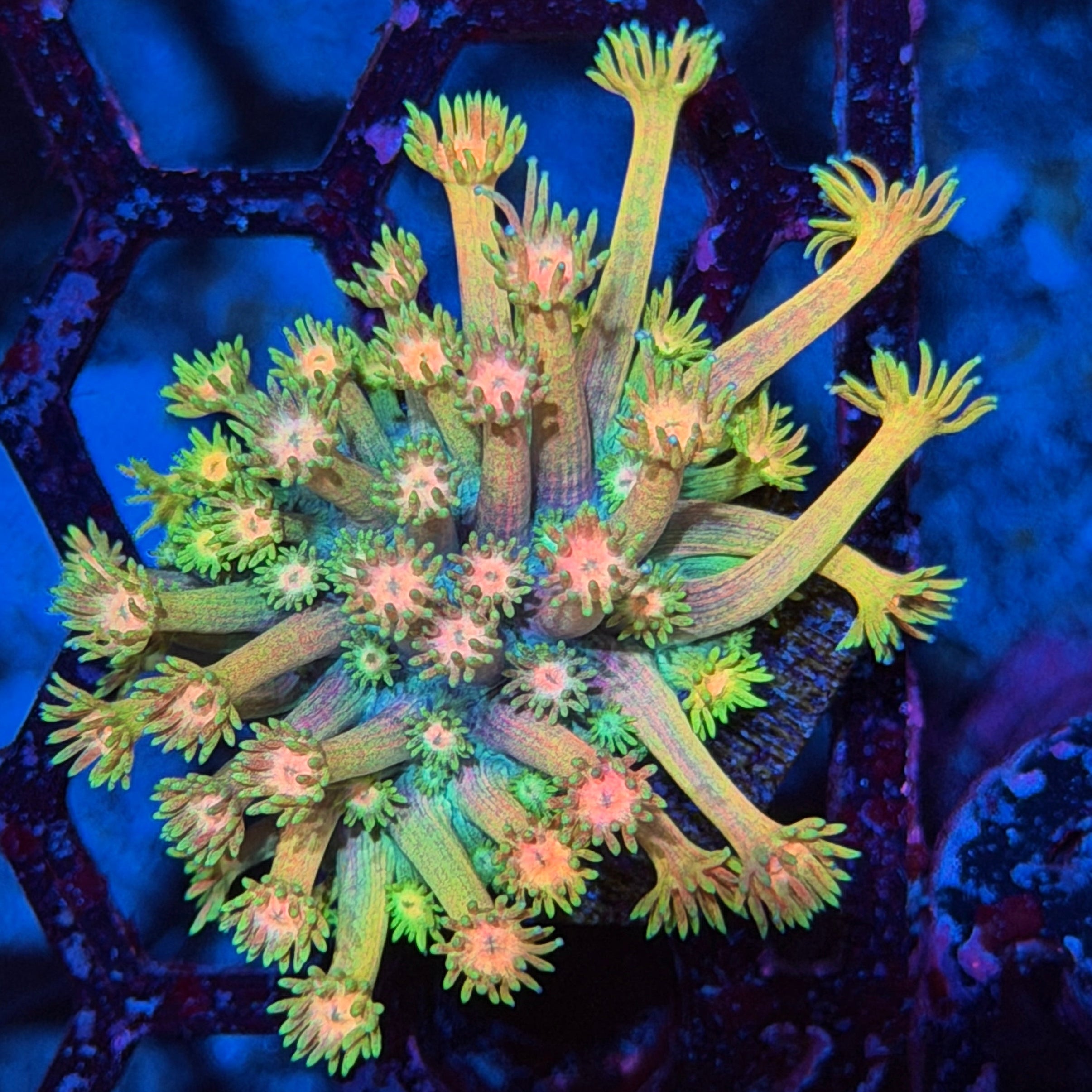 Jay's Exotic Corals