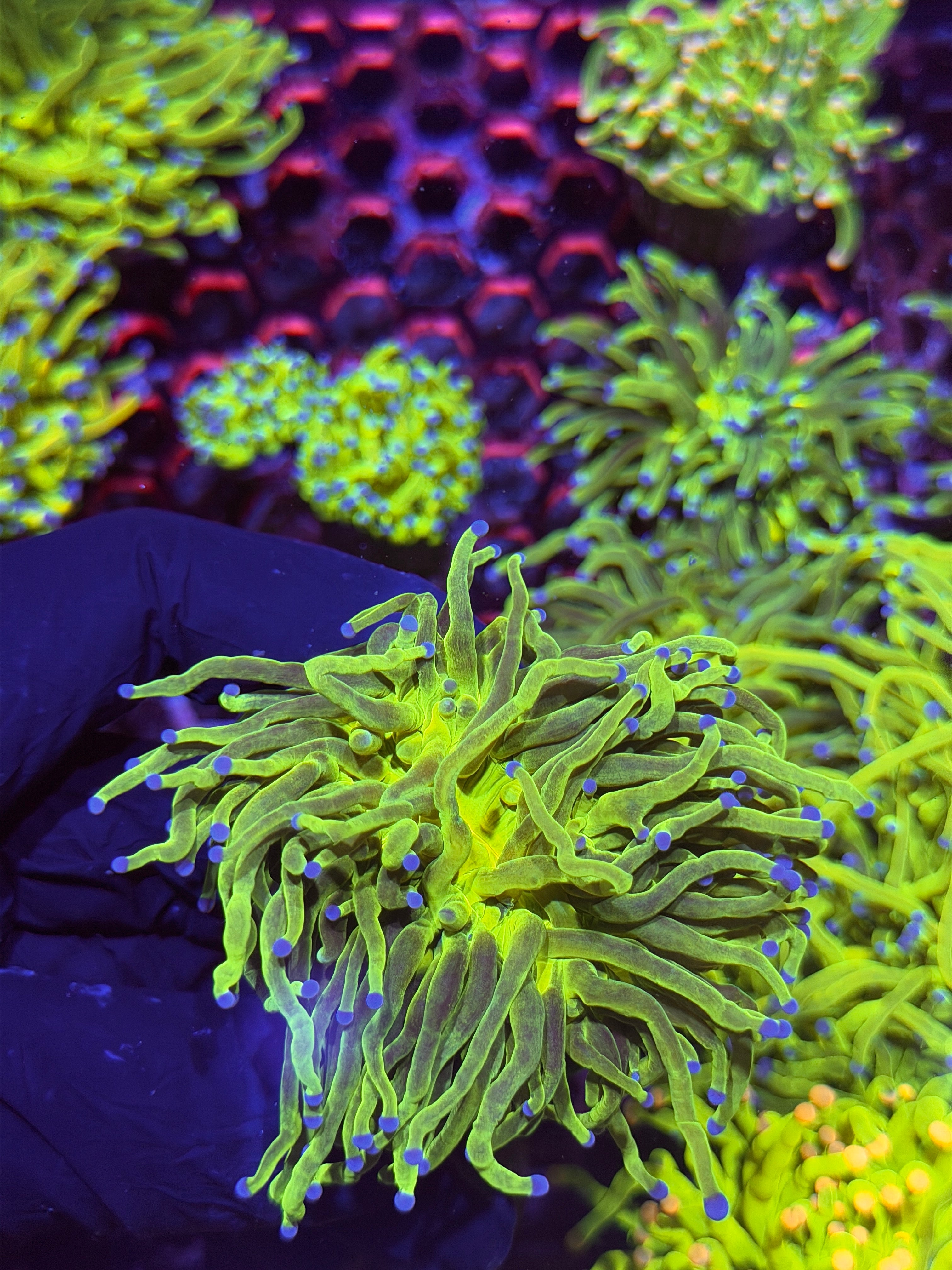 JEA Grafted Holy Grail Torch Coral 1 XXL Head Splitting