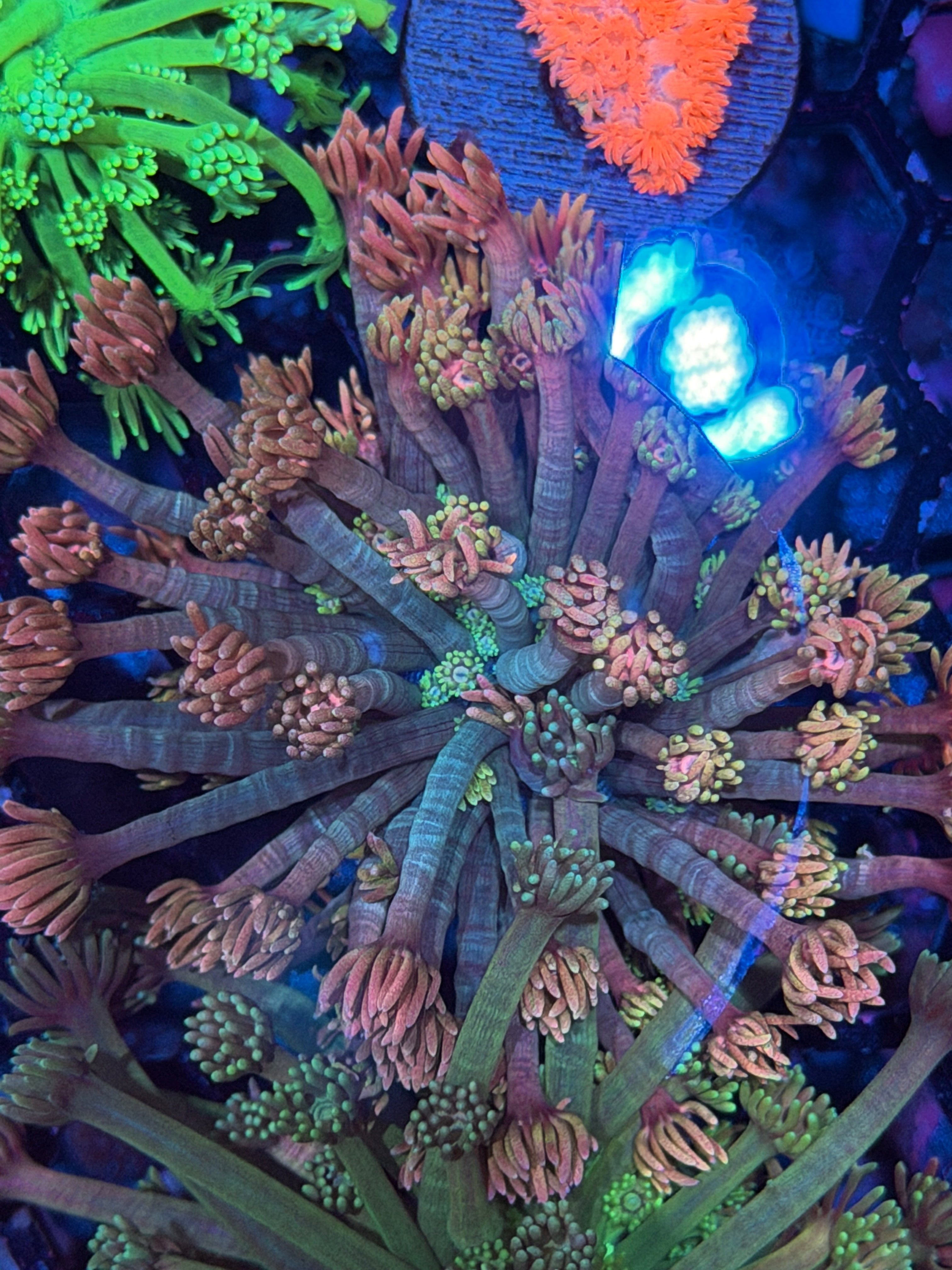 JEA Fruity Pebbles Goniopora Coral Mini Colony 2/25