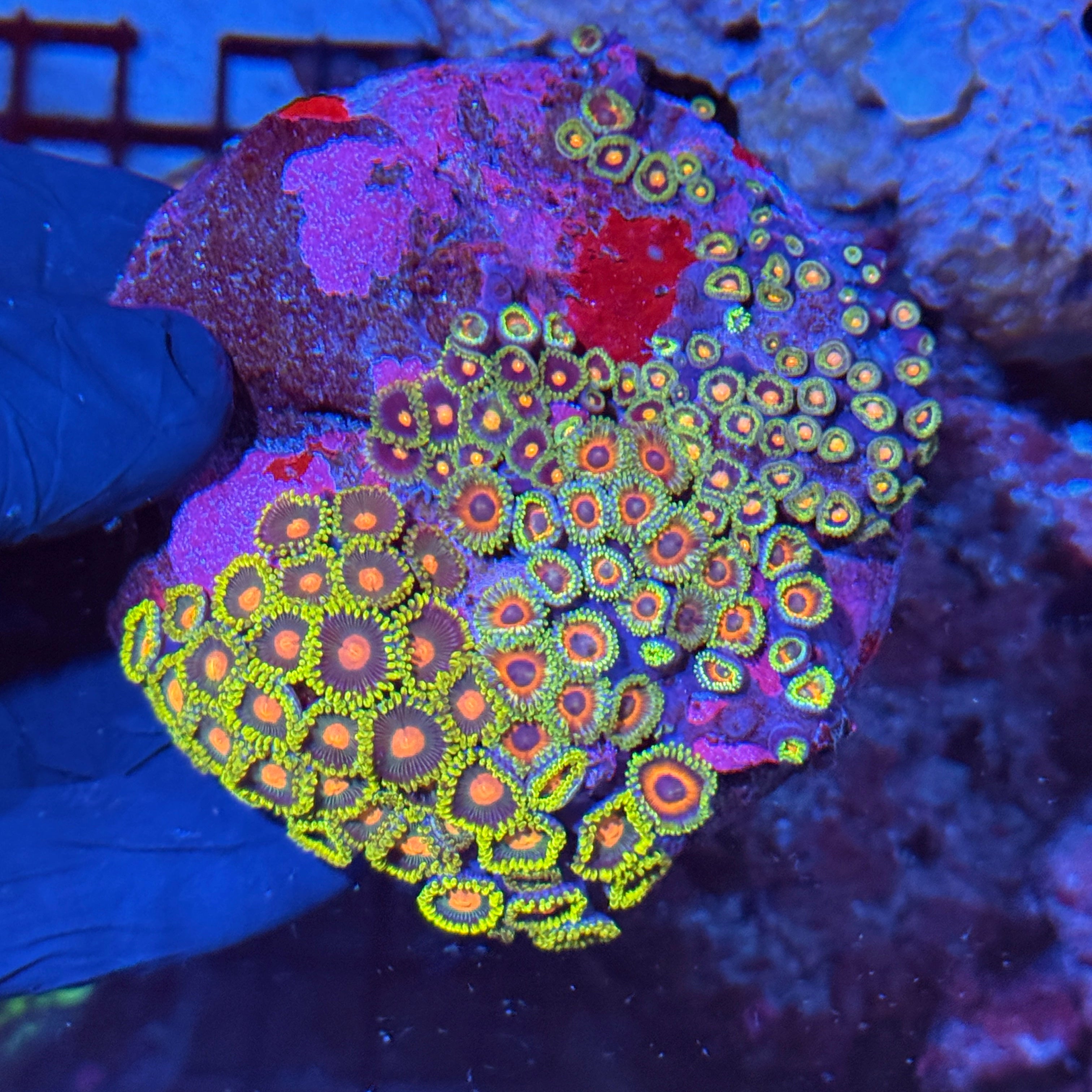 Mixed Zoanthid Coral Colony XXL