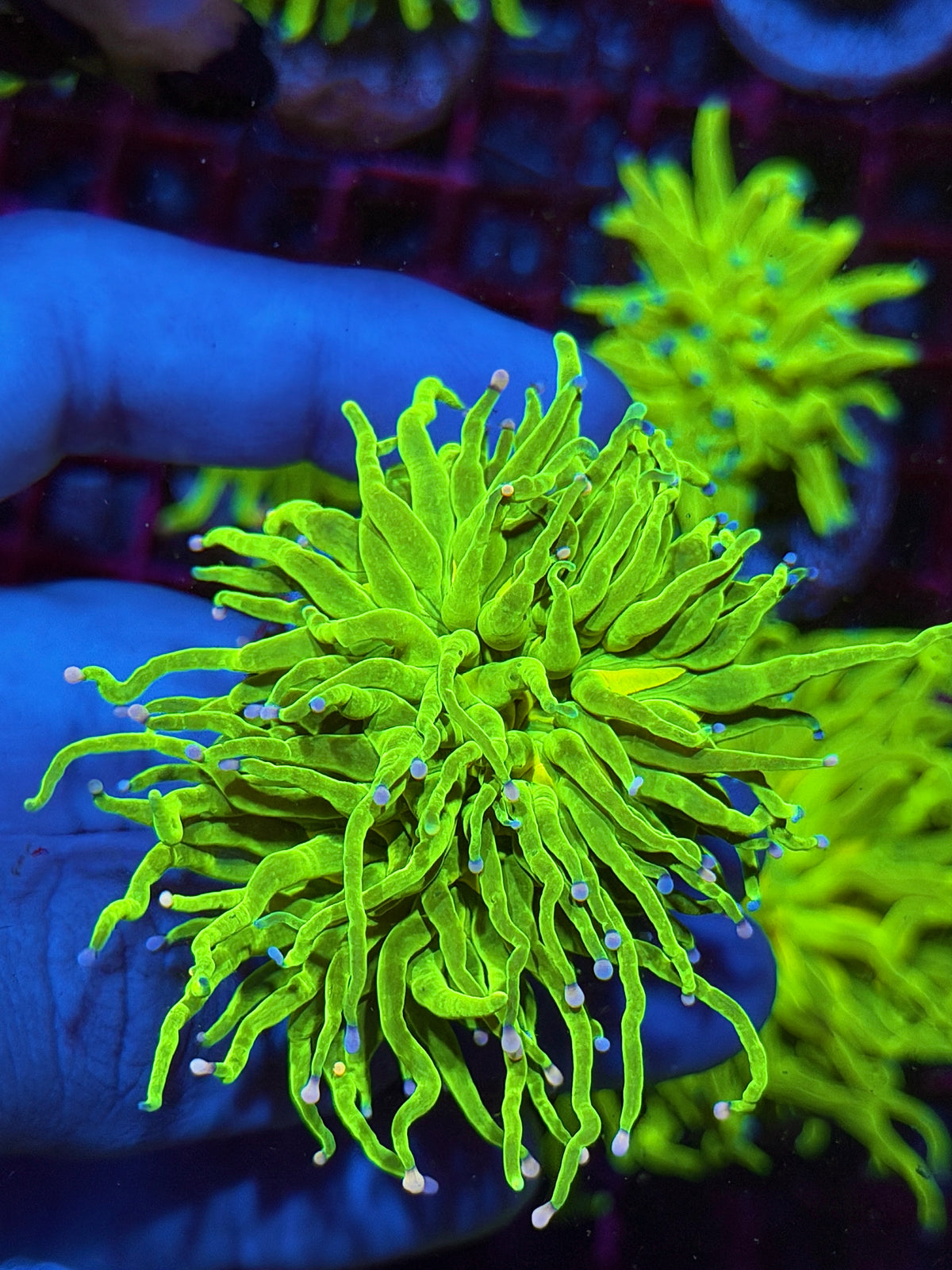 JEA Skittles Holy Grail Torch Coral 1 XL Head Splitting 10/25