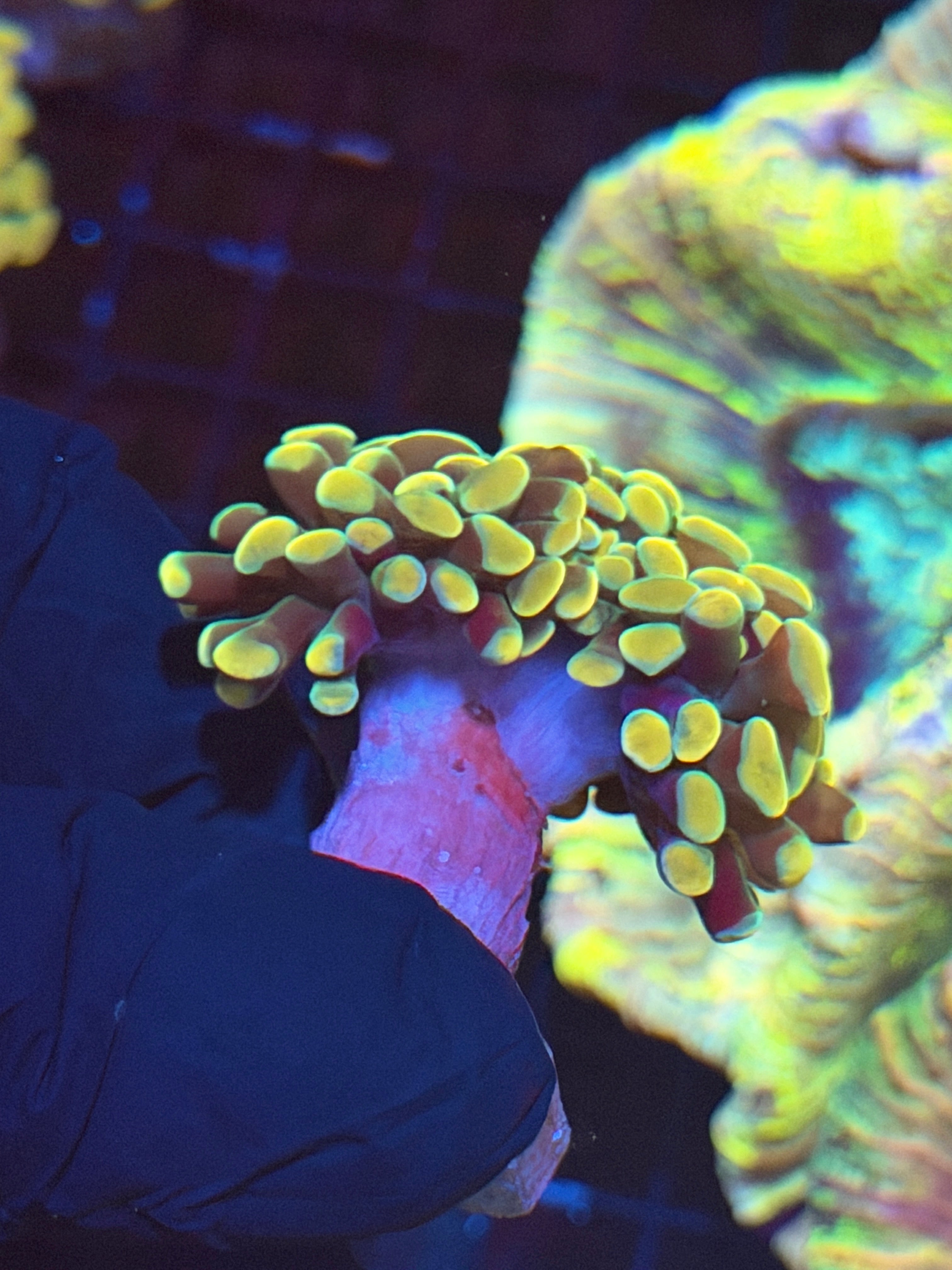 JEA Golden Boy Hammer Coral 2 Heads 8/23