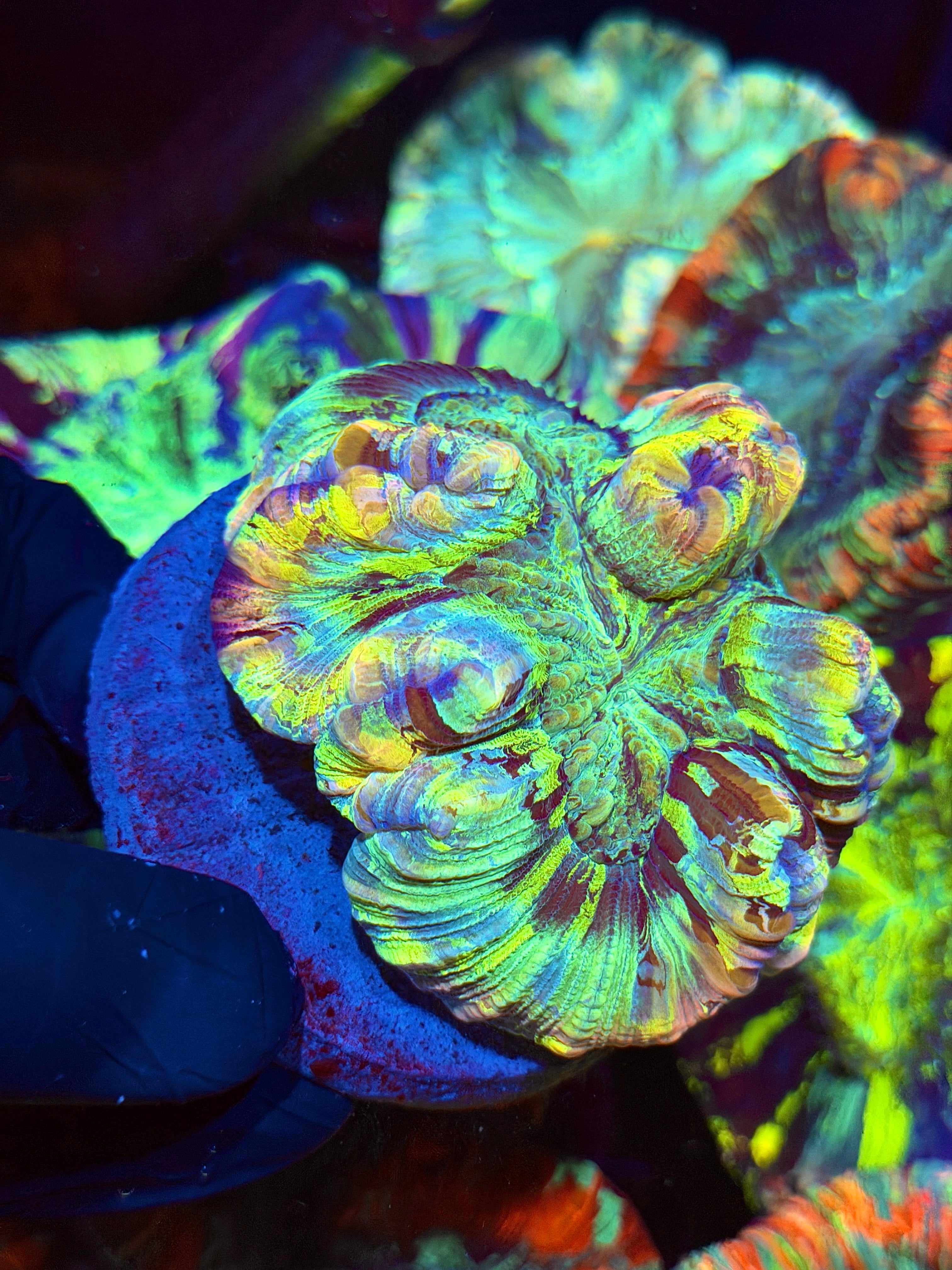 Rainbow Meltdown Trachyphyllia Meat Coral Insane Show Piece 9/6