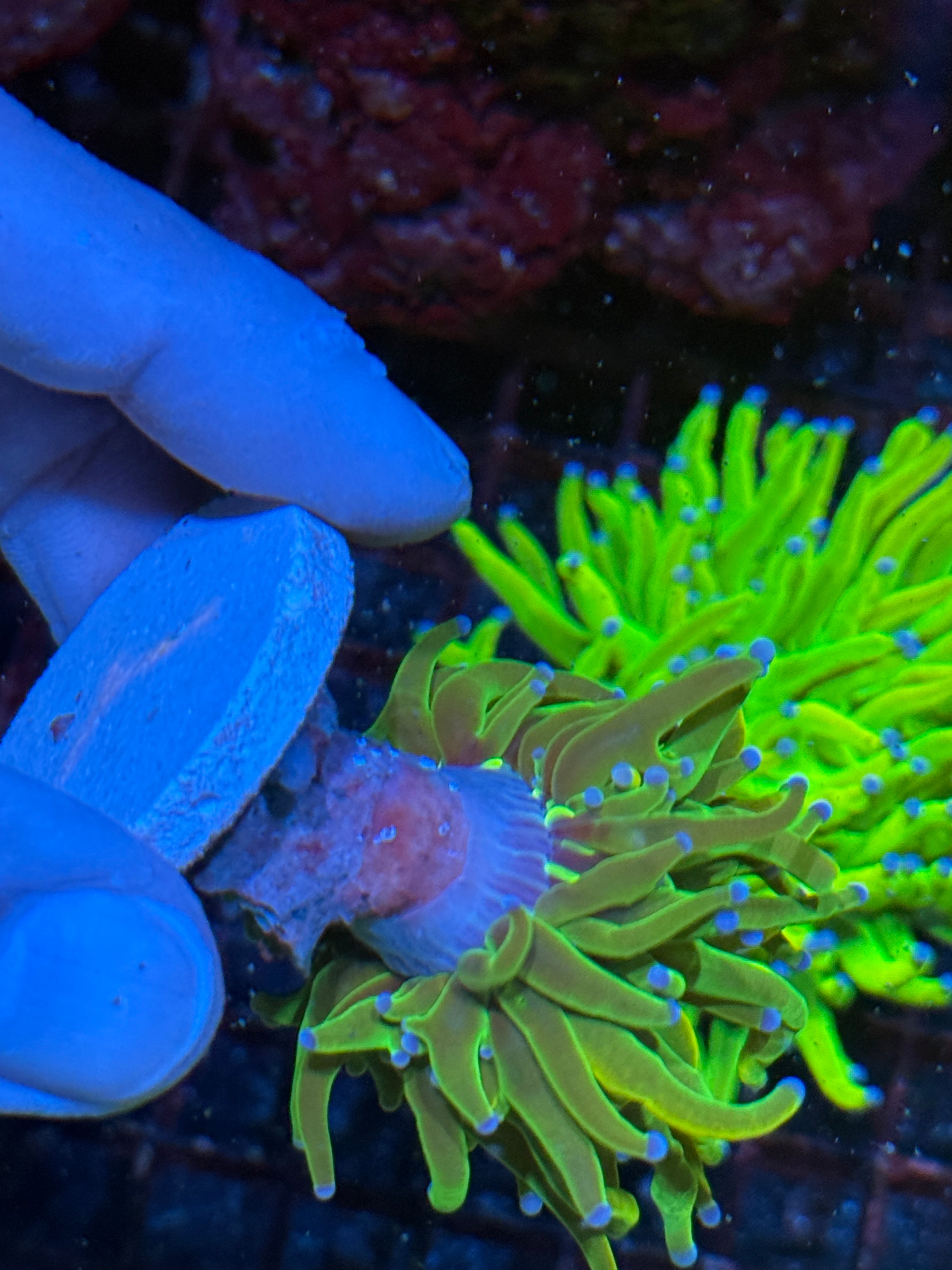 JEA Grinch Holy Grail Torch Coral
