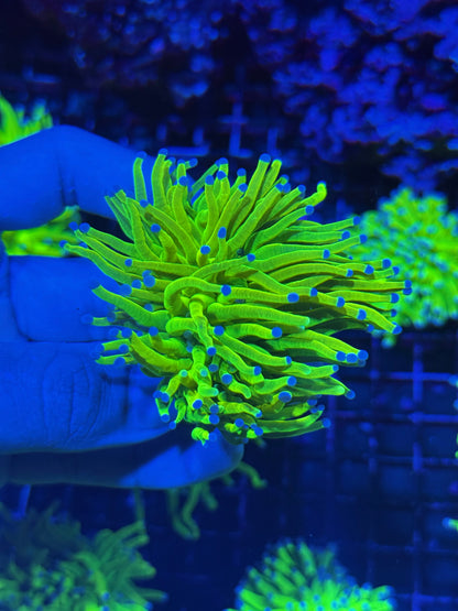 Jay's Exotic Coral Auctions