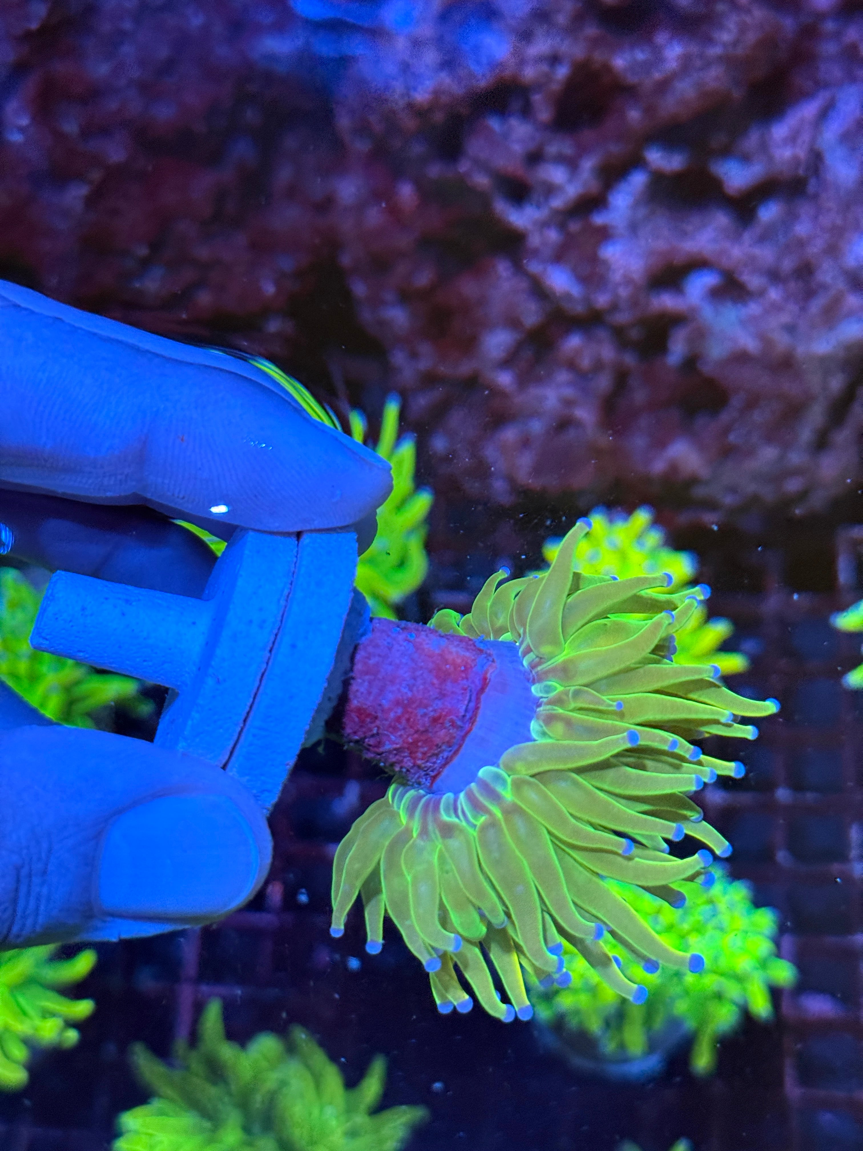 JEA Yellow Holy Grail Torch Coral 1 XL Head
