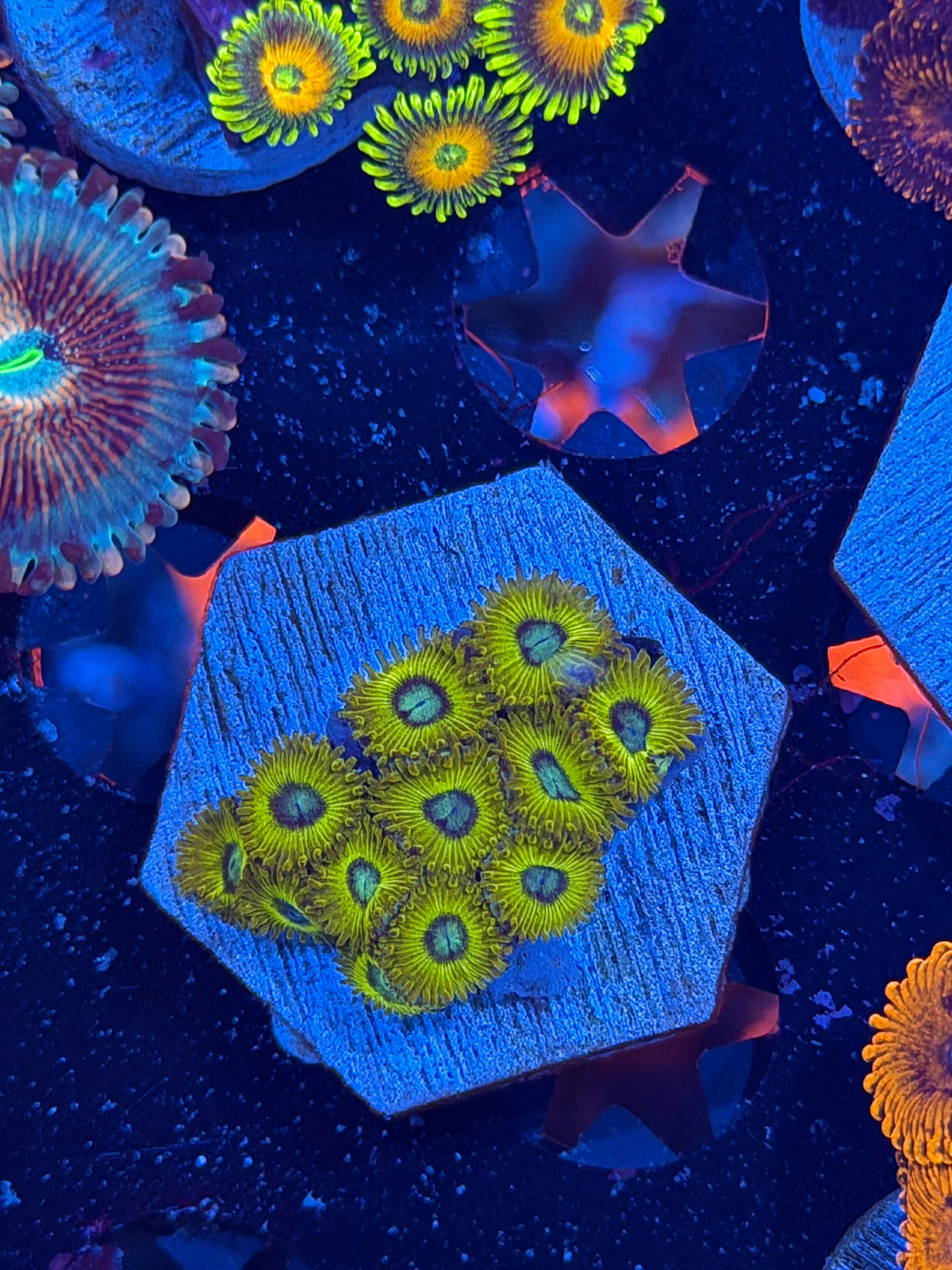 JEA OG Pikachu Zoanthid Coral 12 Polyps 10/10
