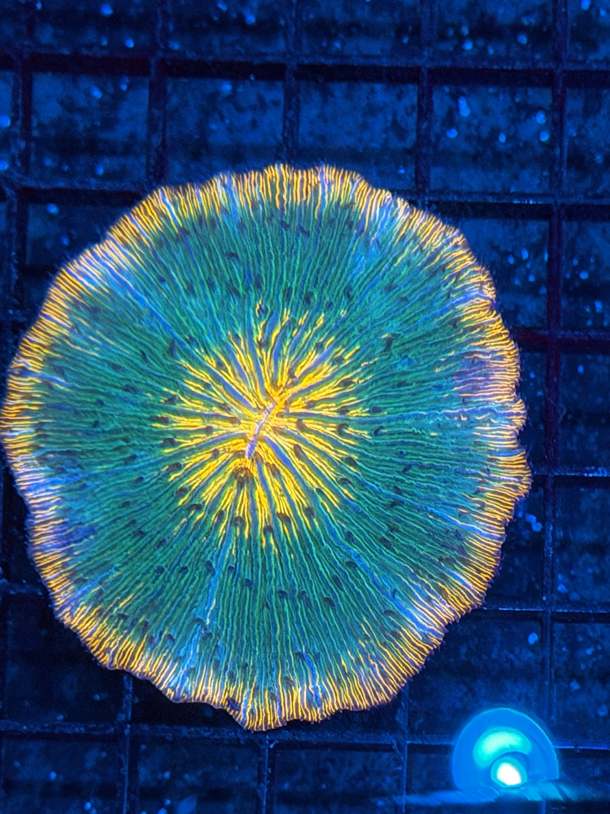Rainbow Plate Coral 9/22