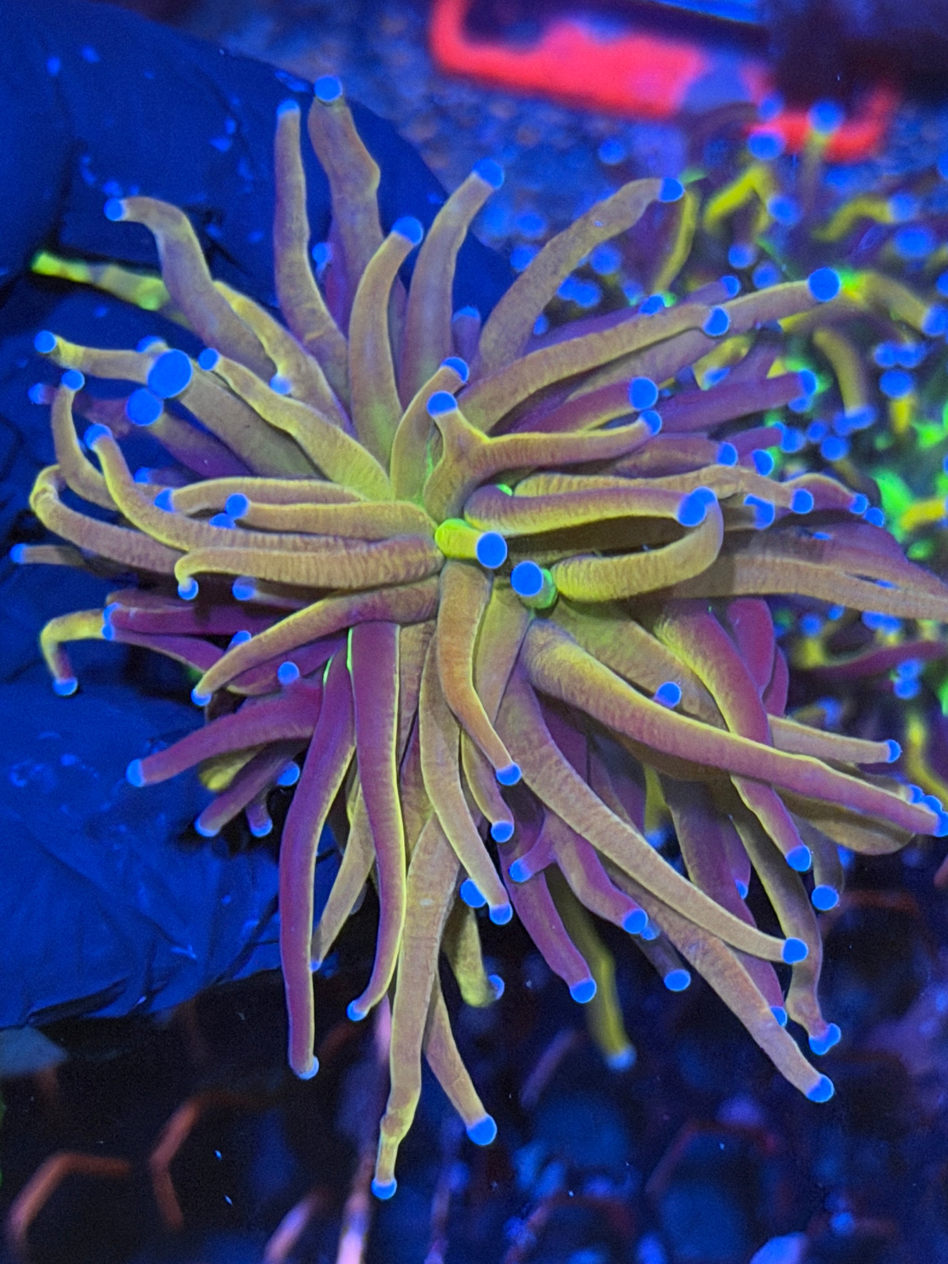 JEA Dragon Goddess Torch Coral 1 XXL Head 11/3