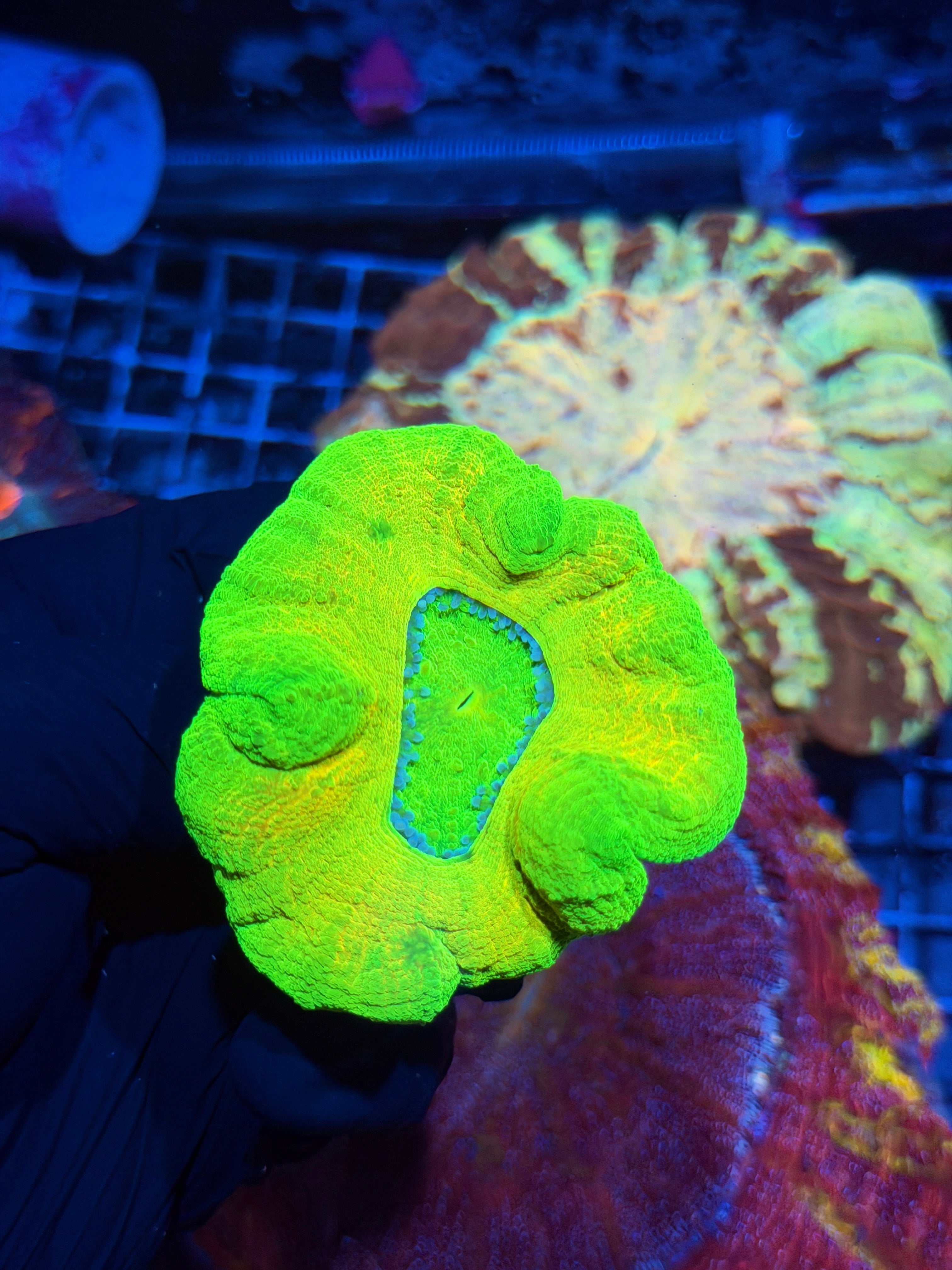 Insane Rare HiLighter Scolymia Meat Coral XXL Show Piece 6/29