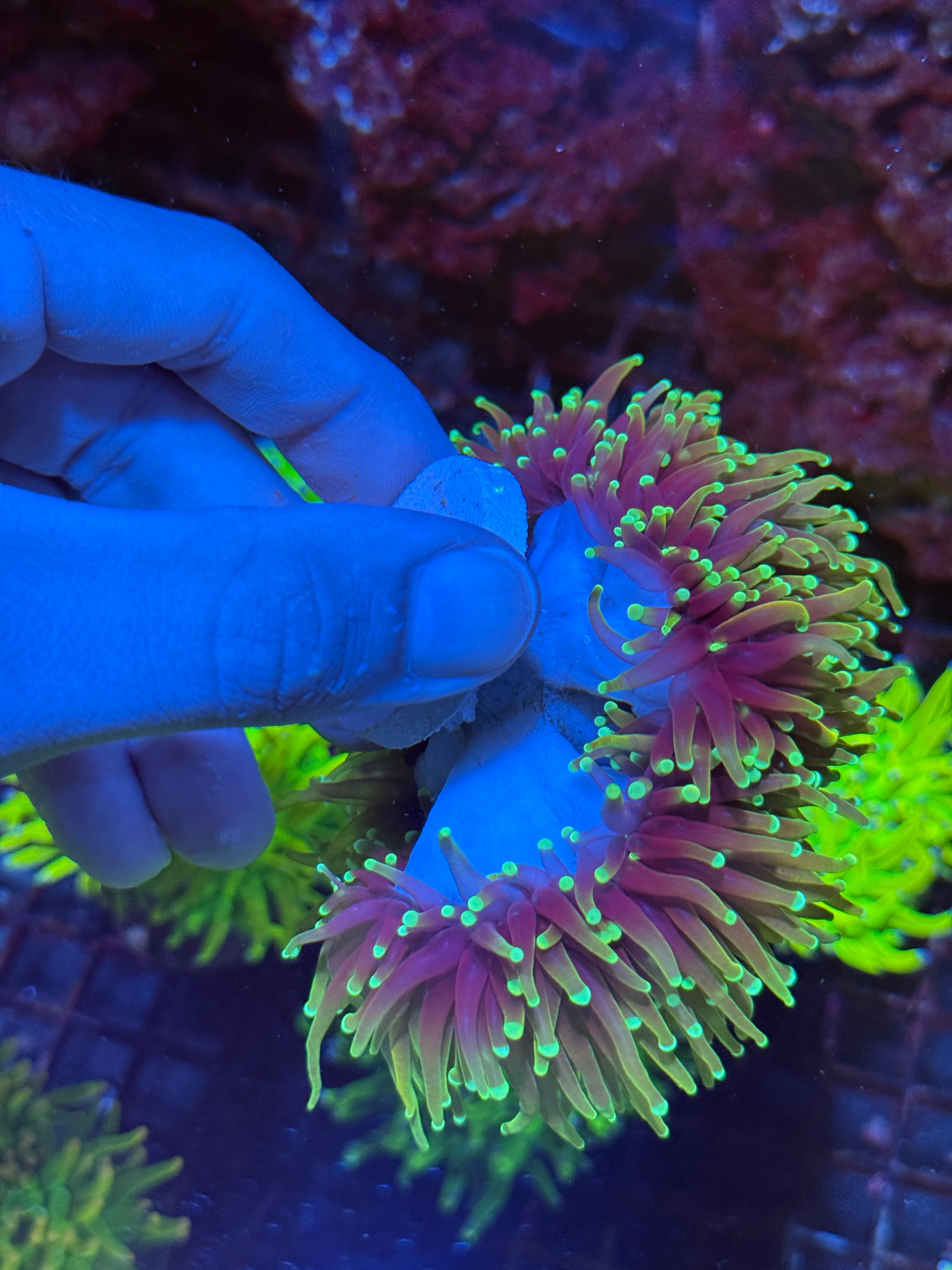 JEA Inferno Gold Torch Coral Colony 5+ Heads XXL