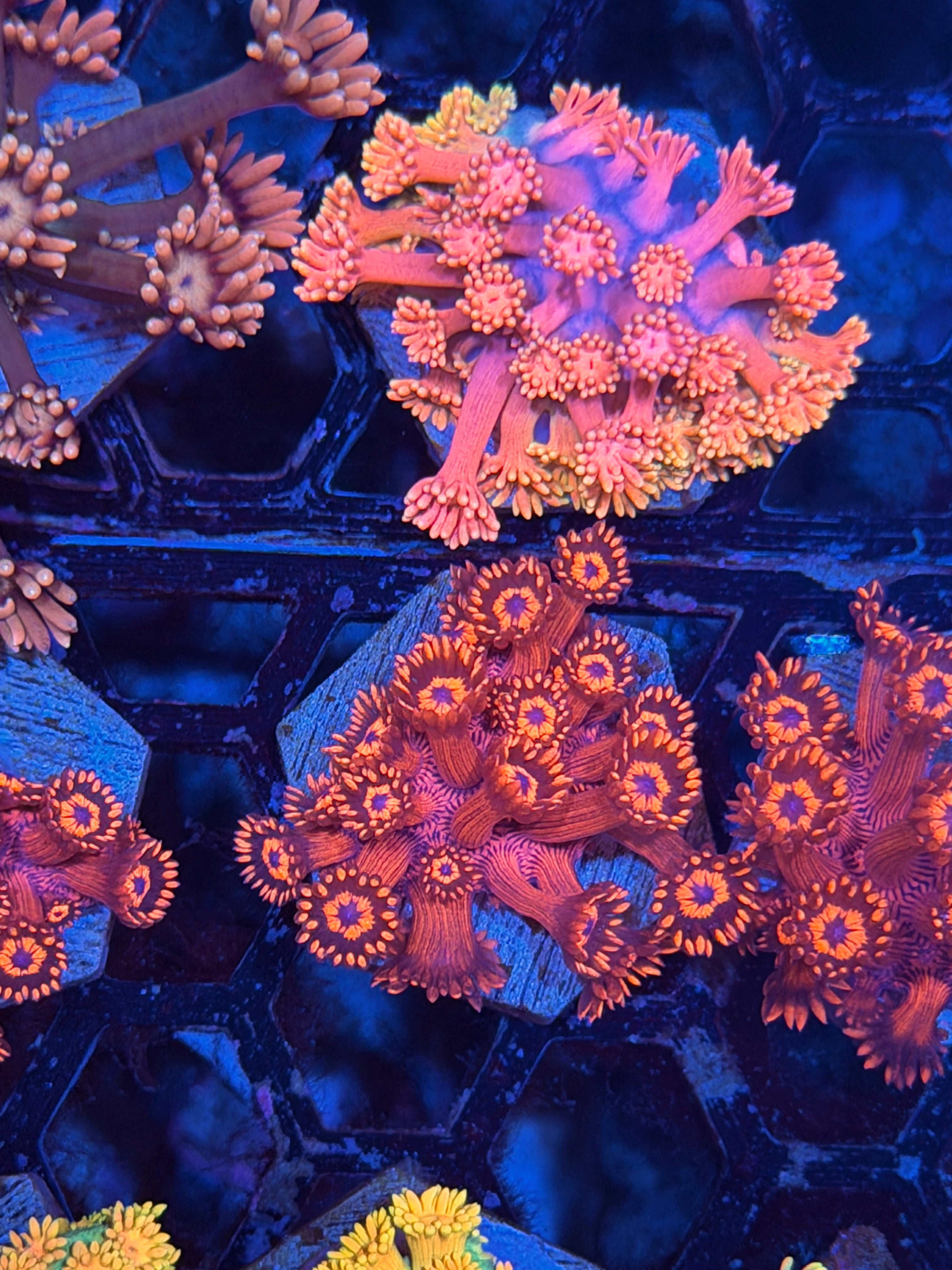 JEA Red Frenzy Goniopora Coral 3/16