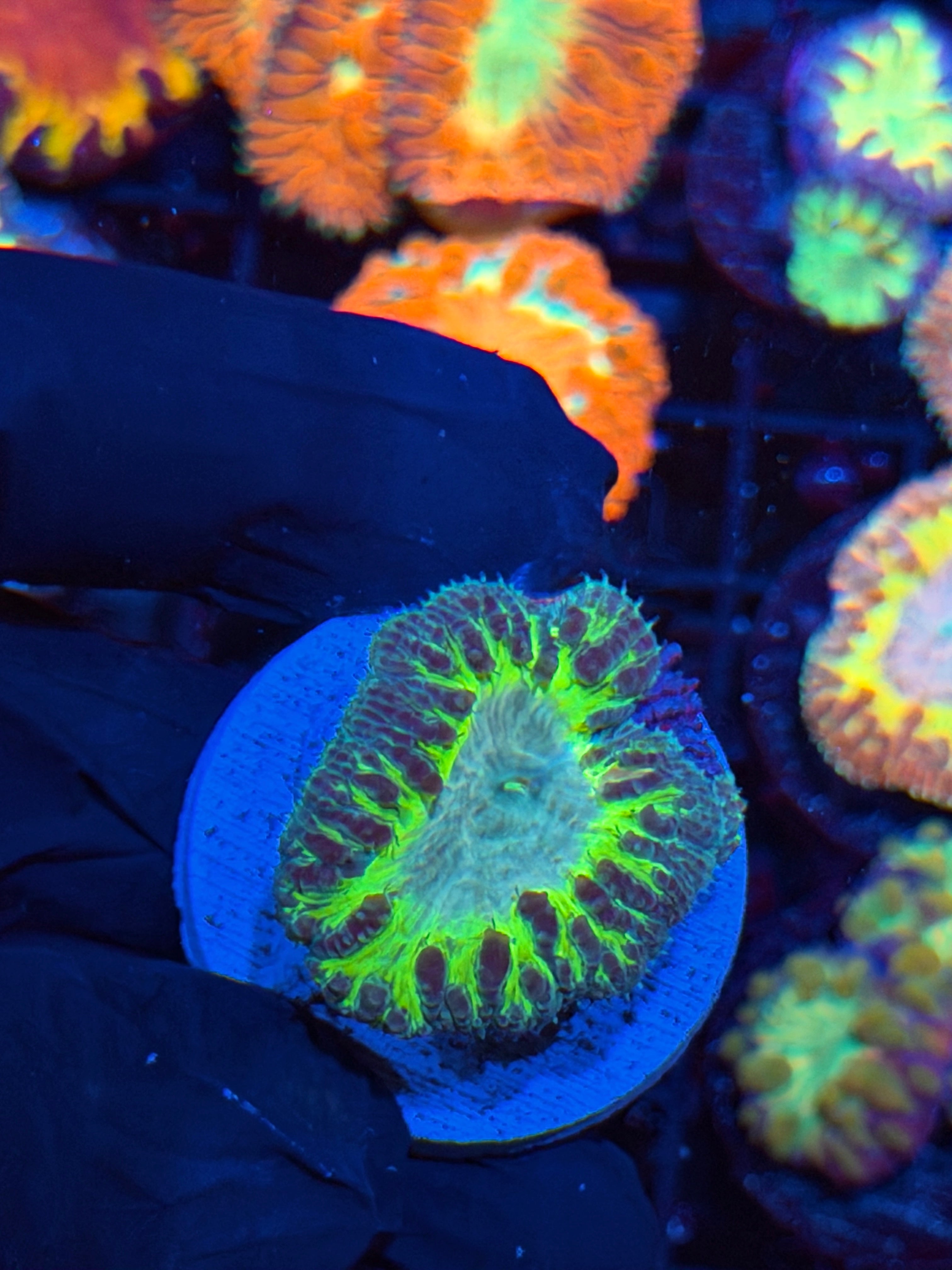 JEA Predator Blastomussa Coral XXL Head 3/4