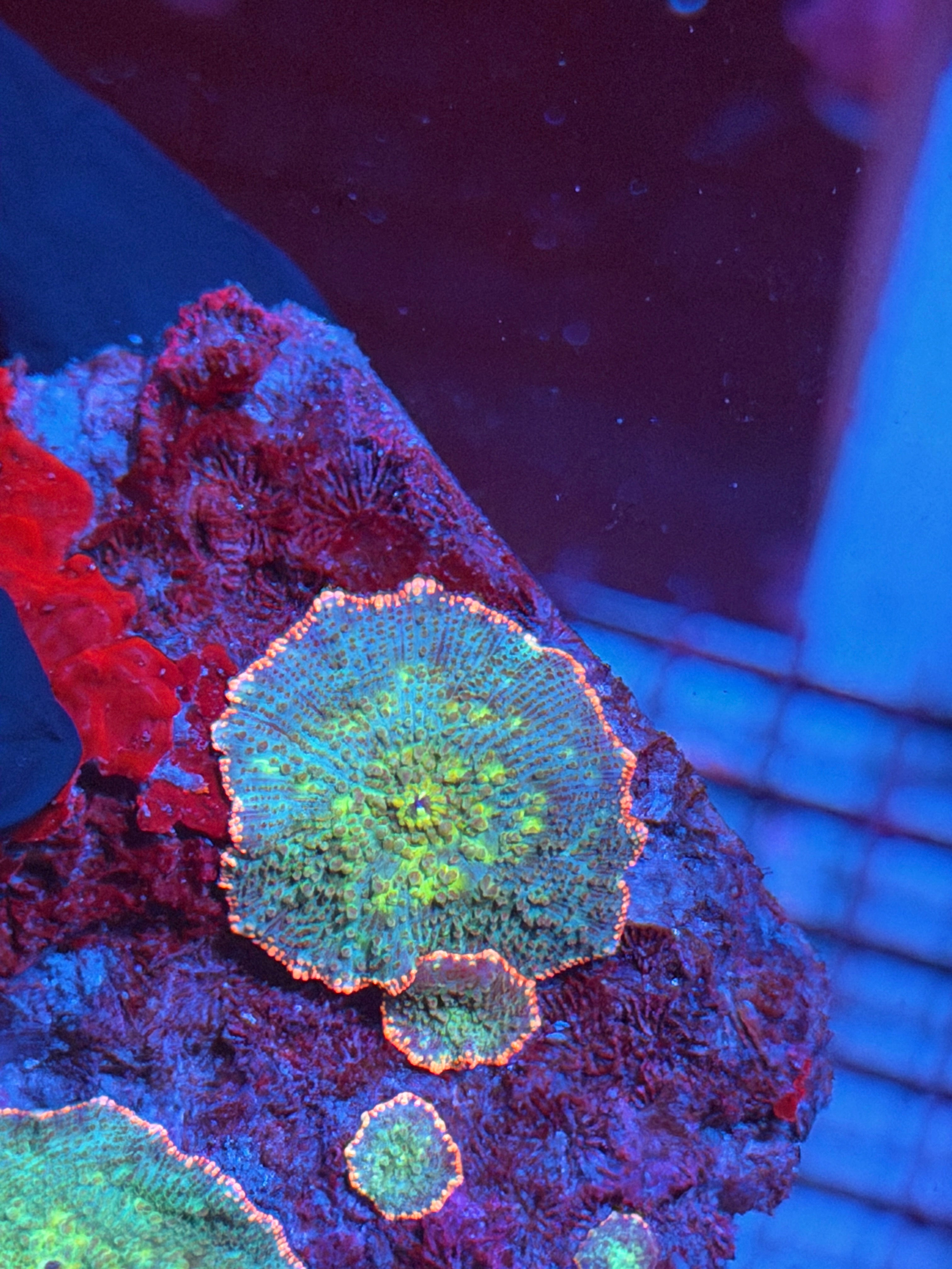 JEA Frankenstein Jawbreaker Mushroom Coral Pink Rim XL 8/12