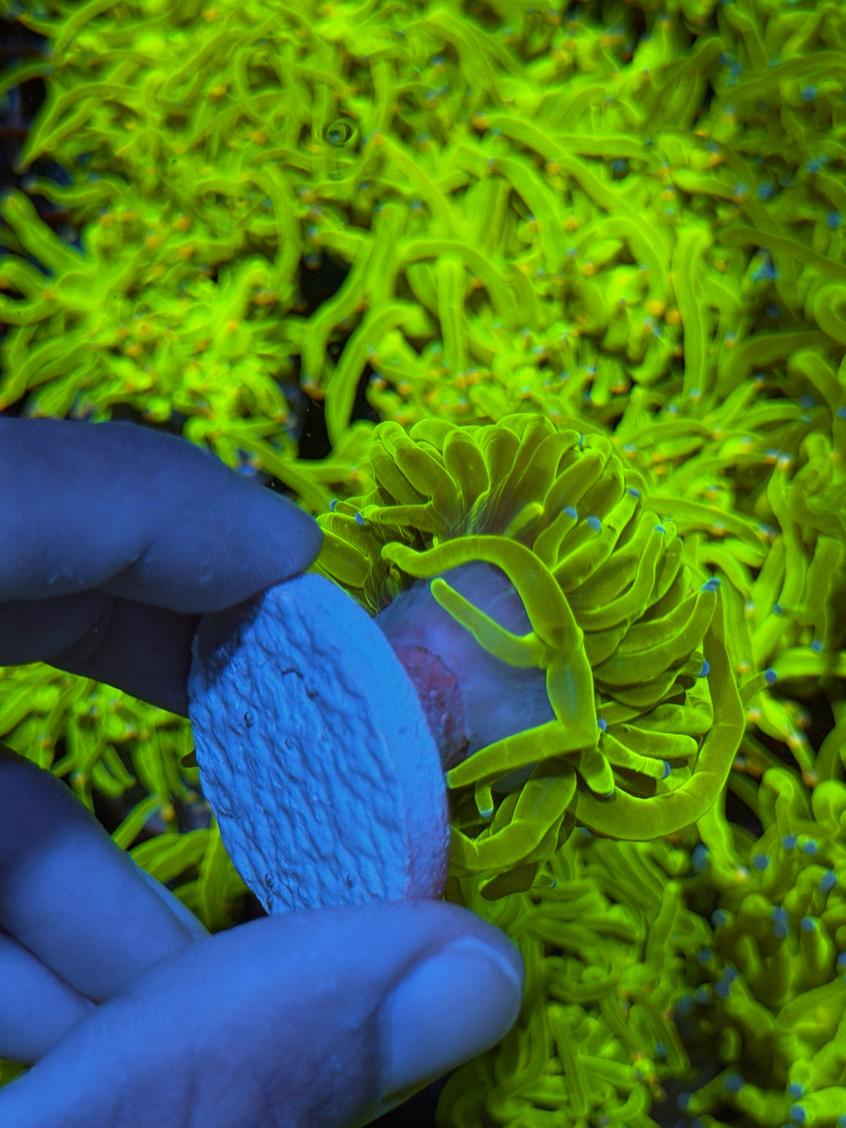 JEA 24K Holy Grail Torch Coral 1 Head XL 9/21