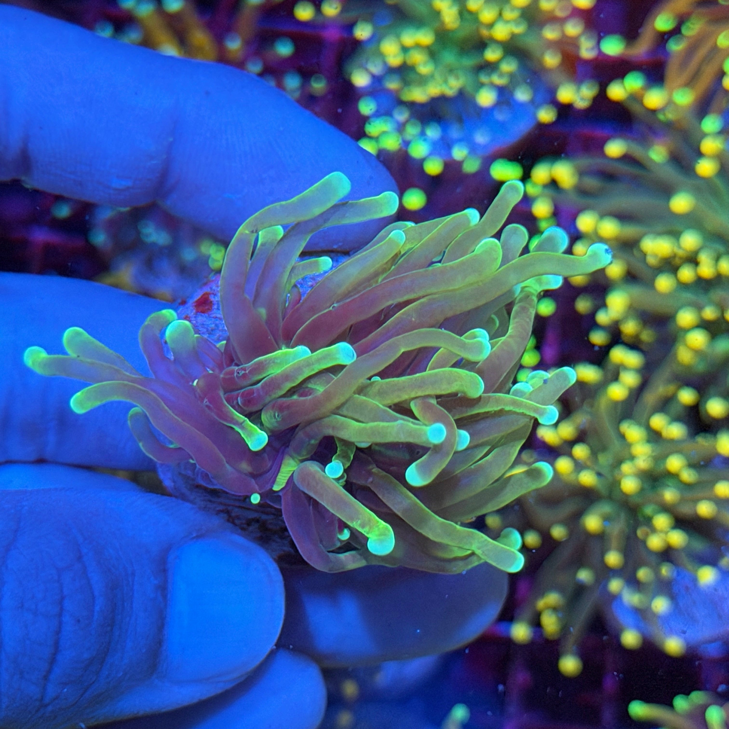 Jay's Exotic Corals