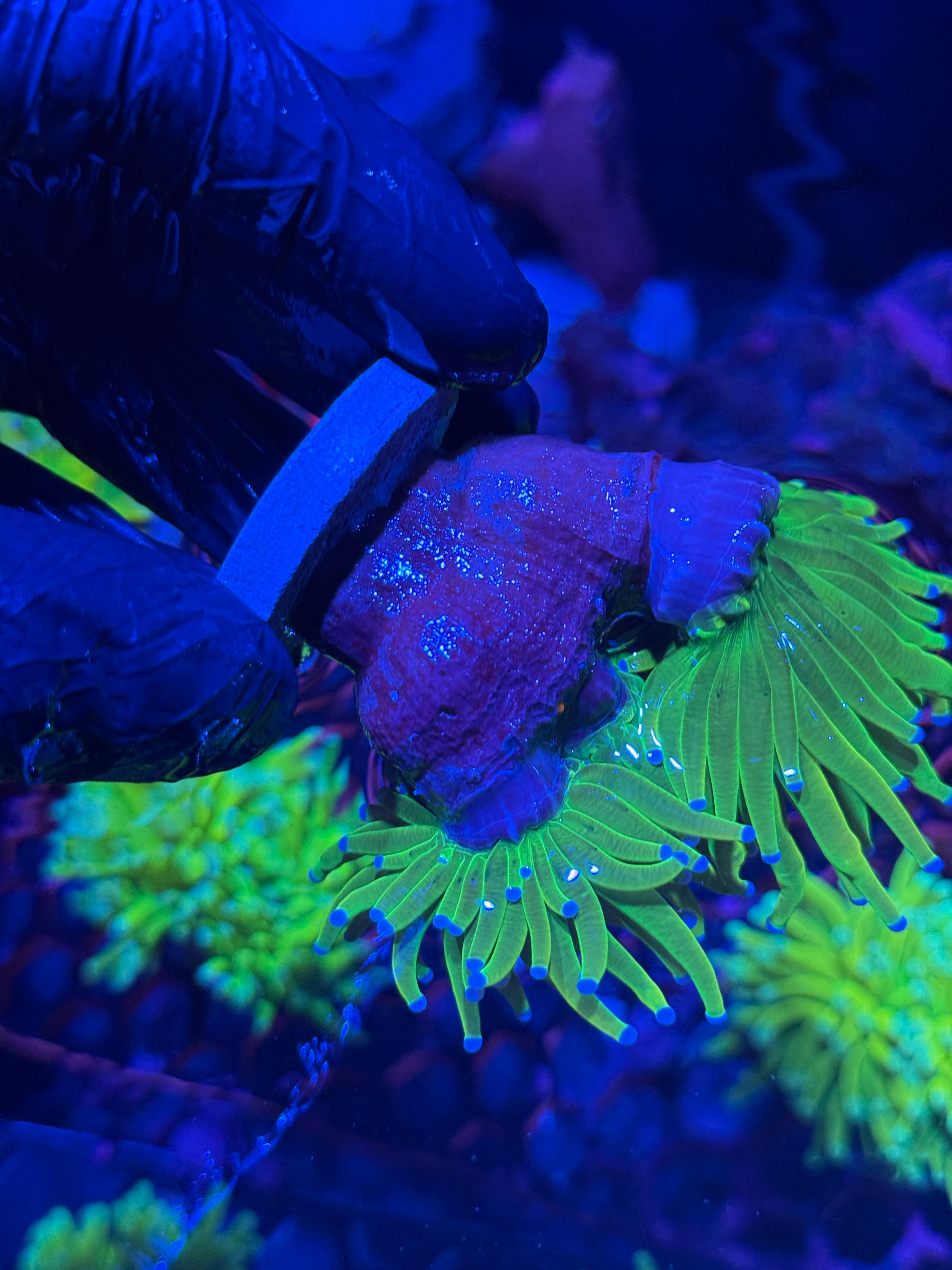 JEA 24K Holy Grail Torch Coral 2 XL Heads