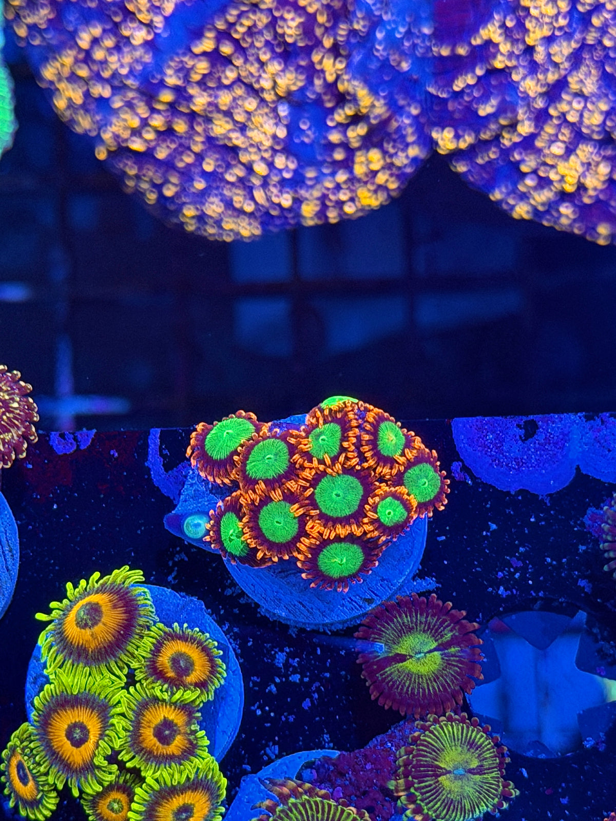 JEA Goblins Zoanthid Coral Mini Colony