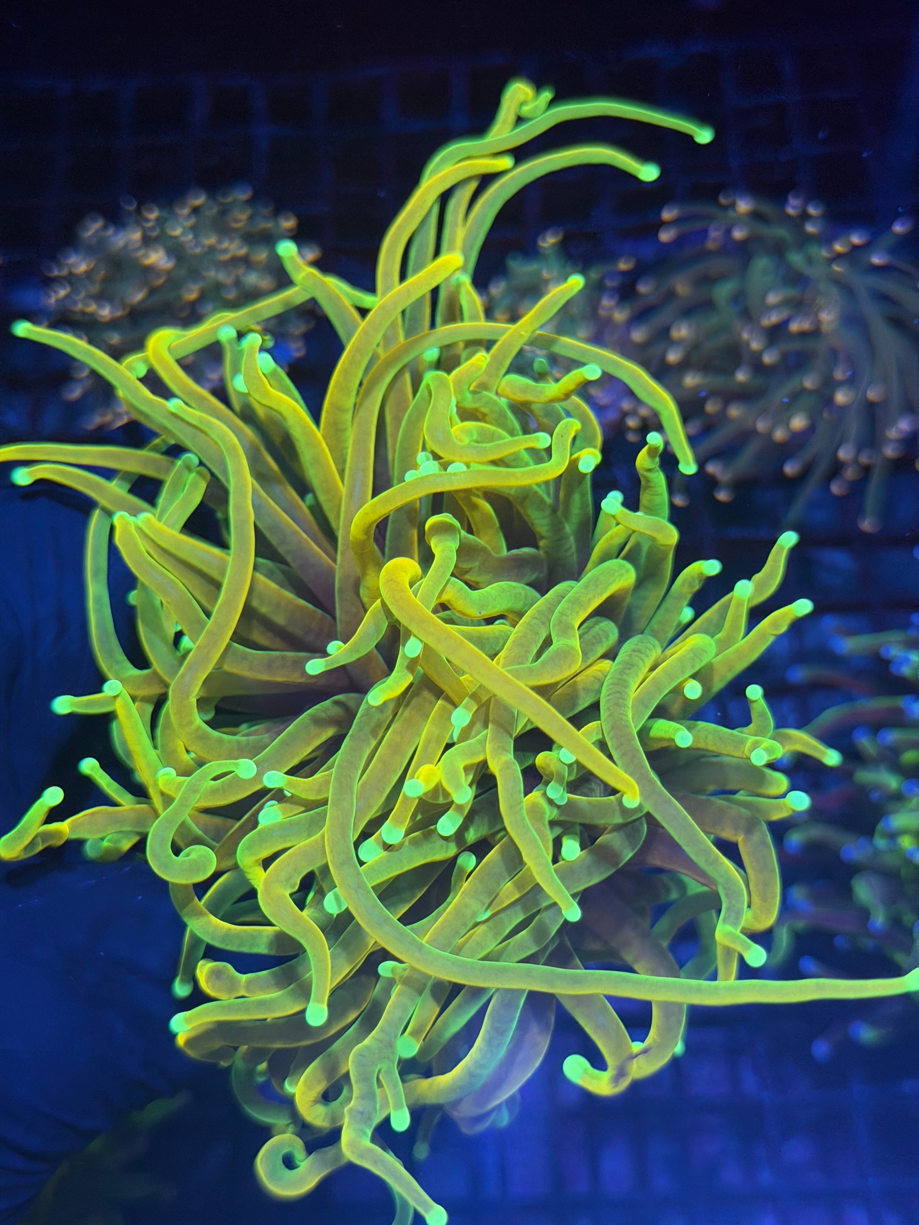 JEA Hellfire Torch Coral 1 XXL Head Splitting