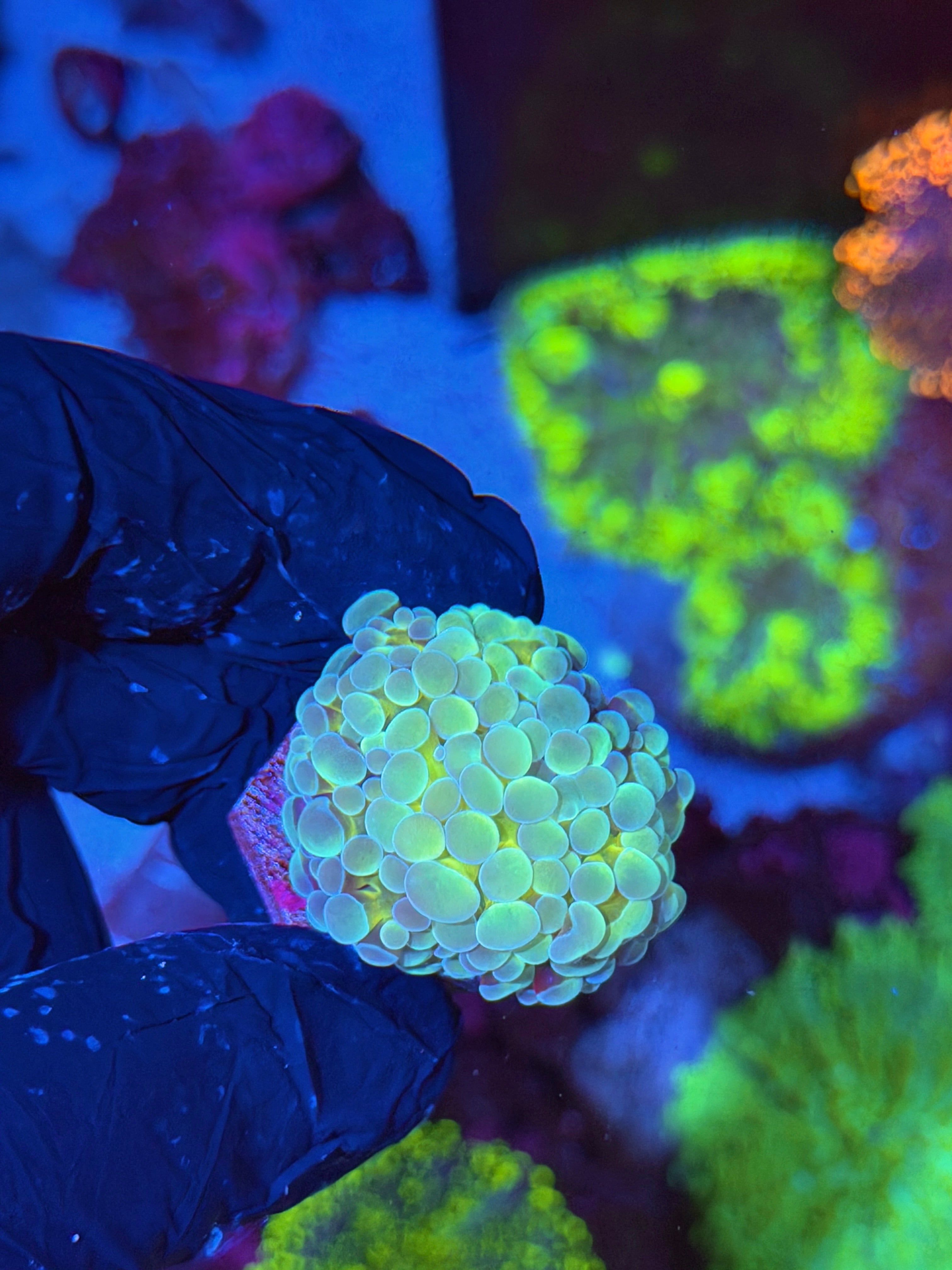 JEA Thors Hammer Coral 1 Head XL