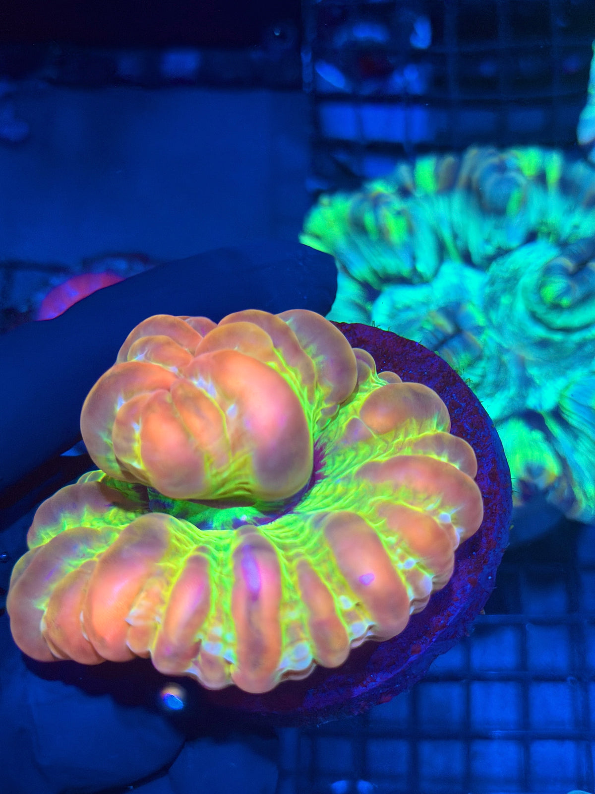 Insane Rare Cynarina Meat Coral Collectors Piece 9/28