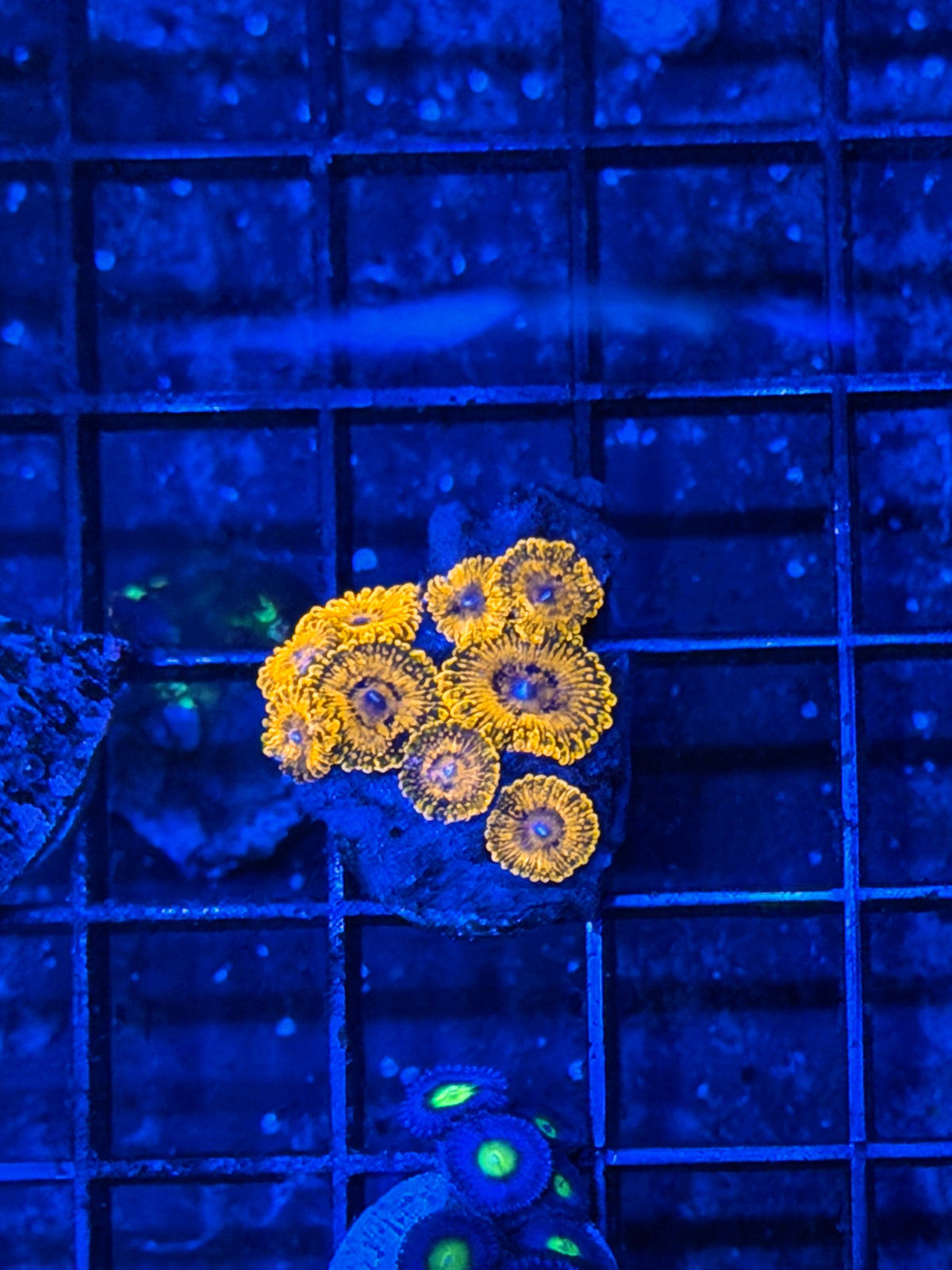 JEA Darth Maul Zoanthid Coral 9 Polyps 9/21