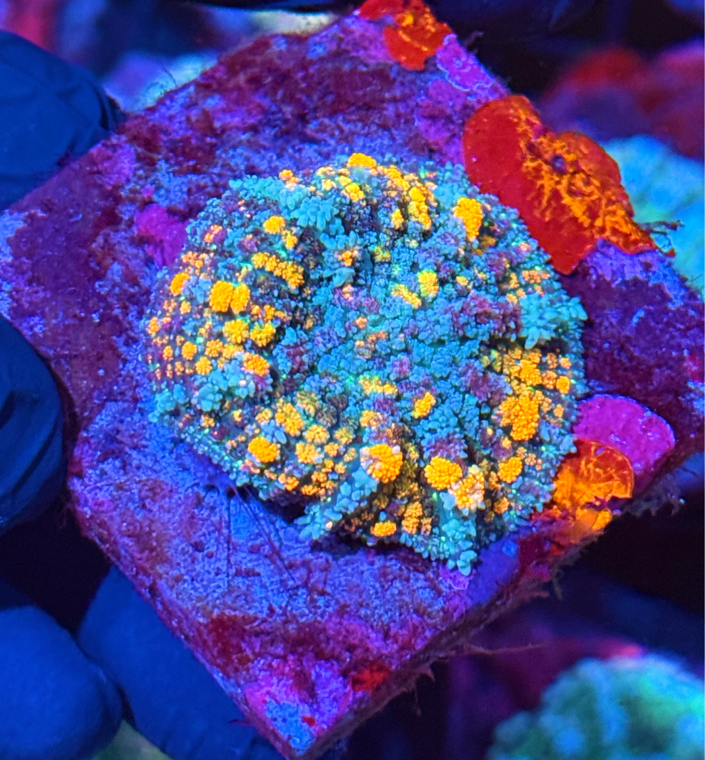 JEA Berserker Bounce Mushroom Coral XL