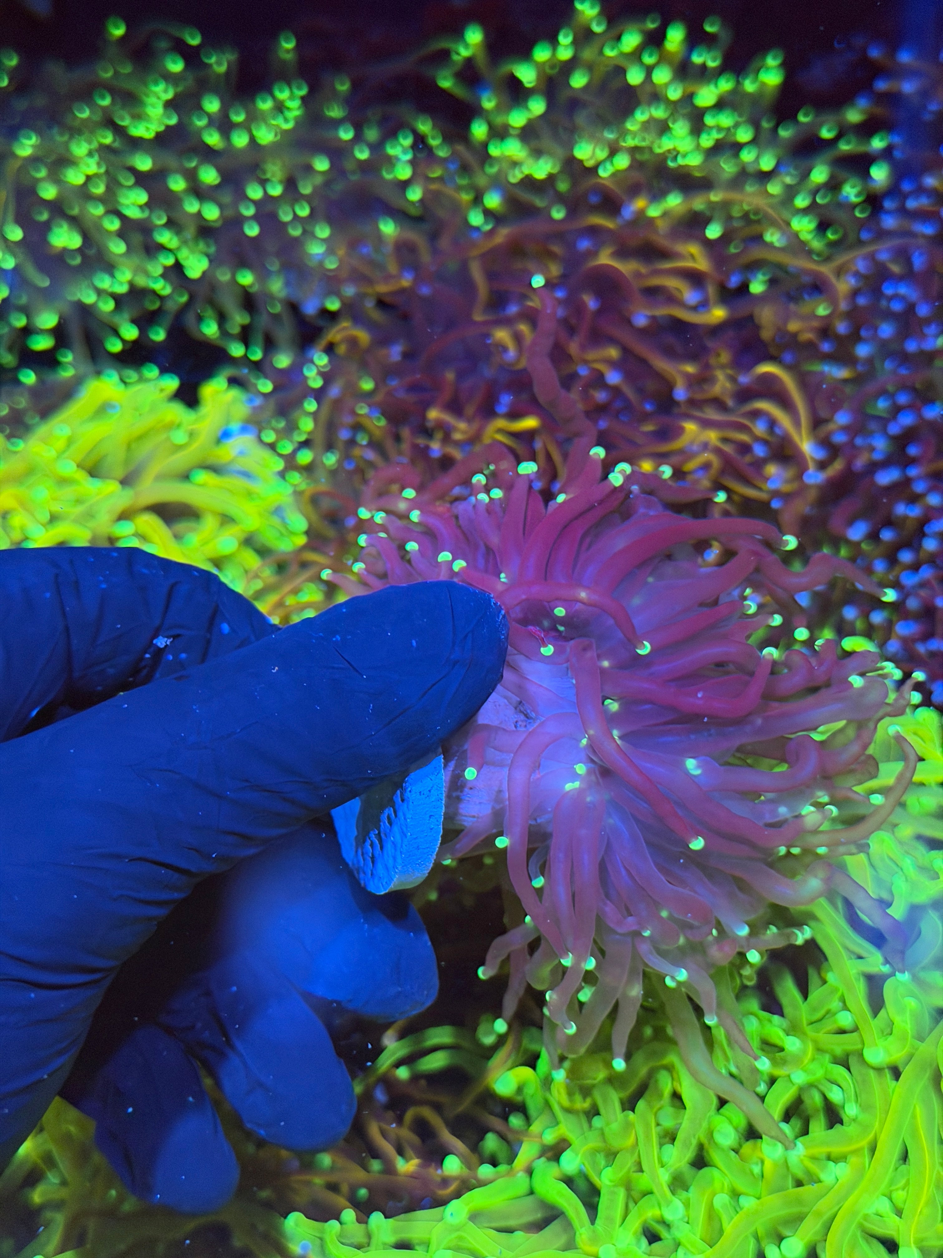 JEA Black Widow Torch Coral 2 XXXL Heads Splitting to 3 *New Release* 7/10