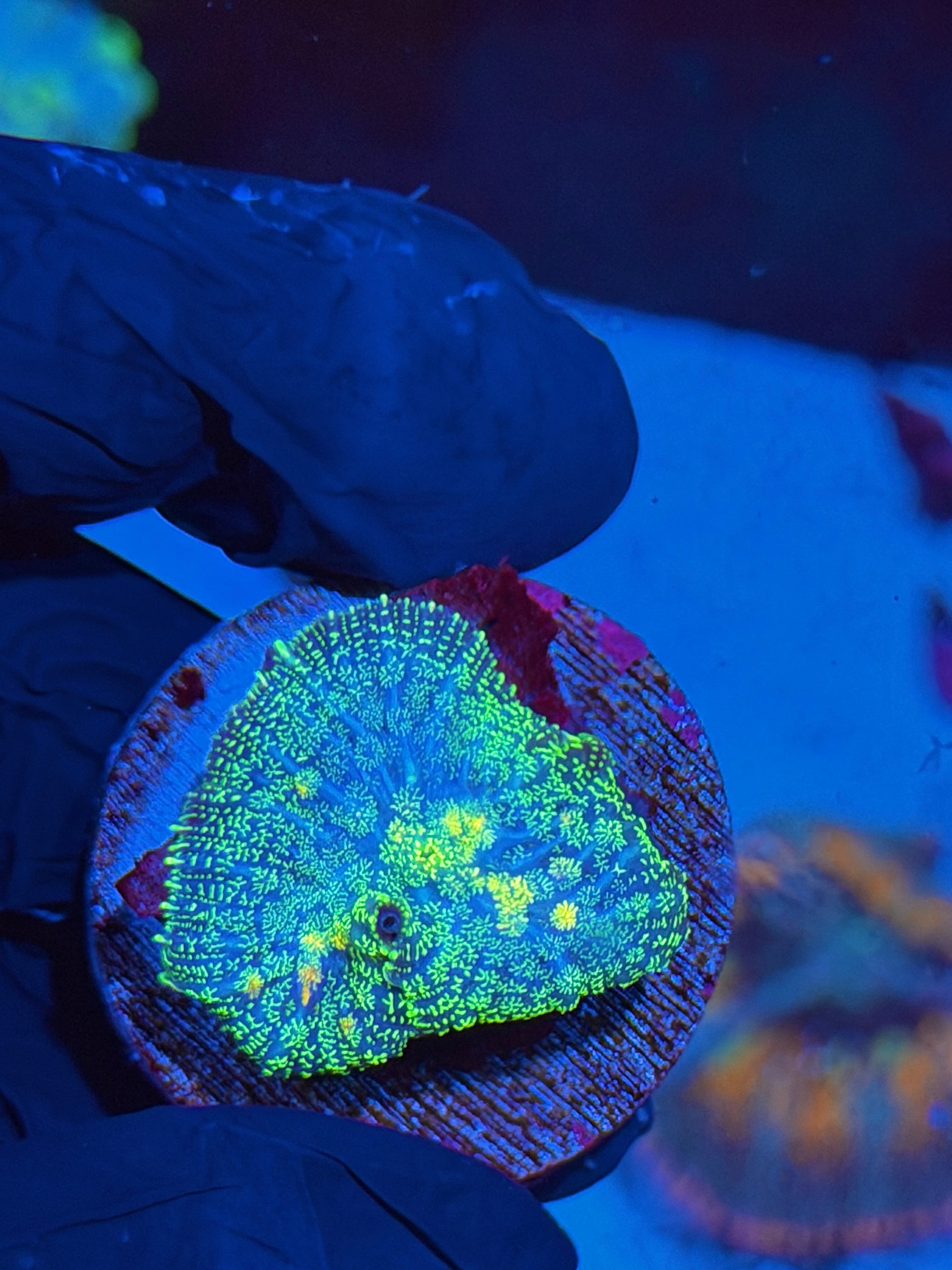 JEA Cosmic Glitter Mushroom Coral