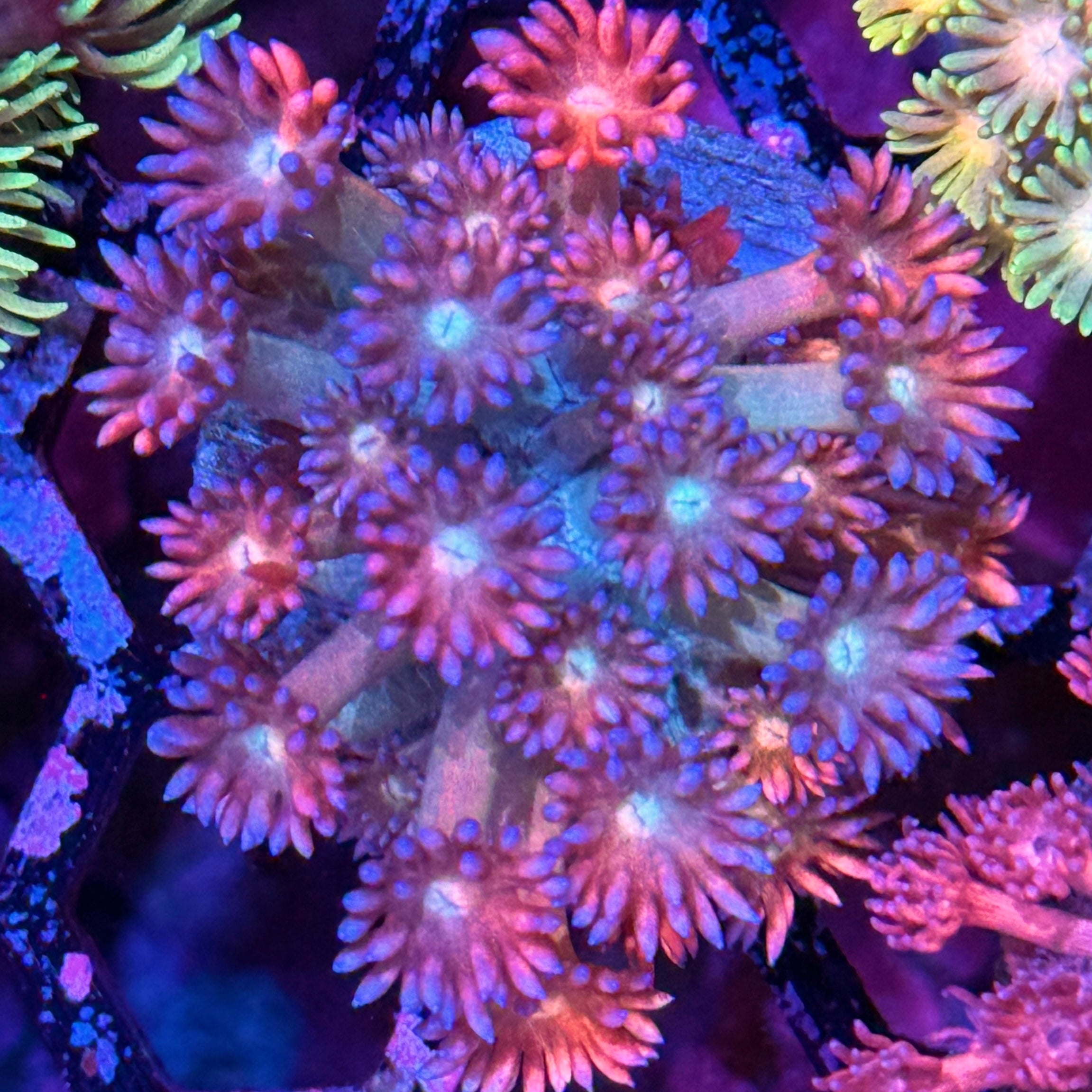 JEA Fireworks Goniopora Coral XL Frag
