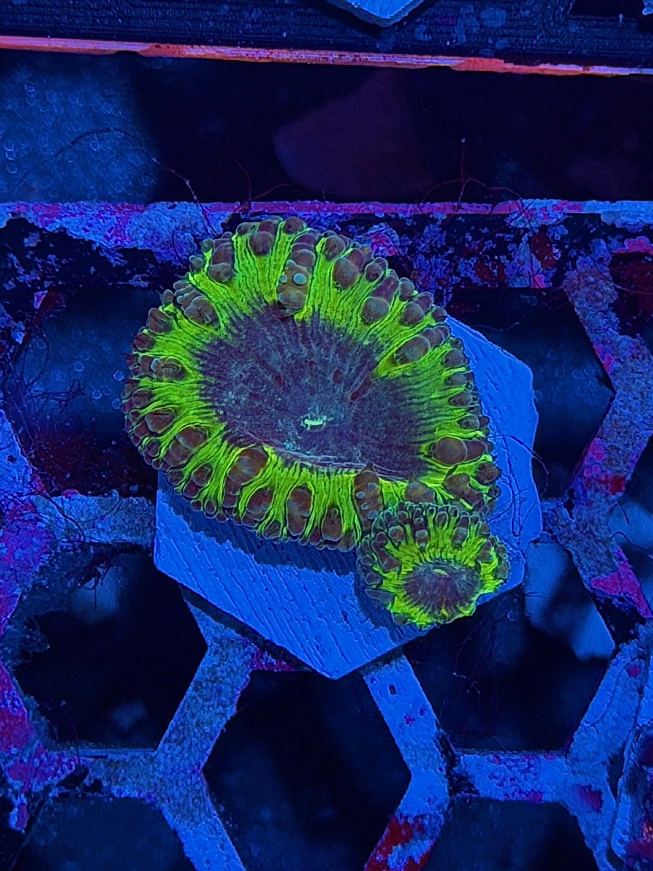 JEA Willy Wonka Blastomussa Coral 2 Heads XL