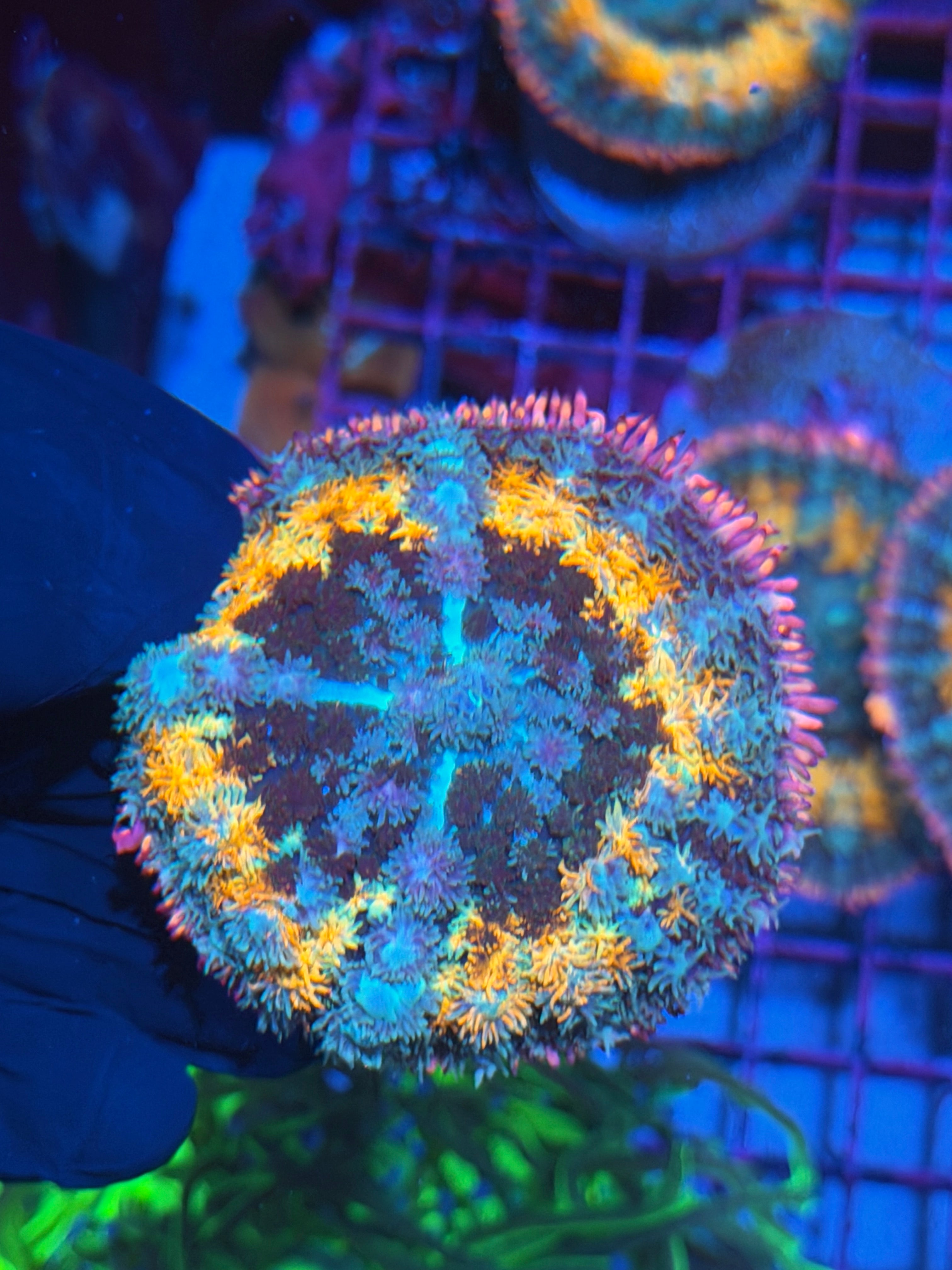JEA Spellcaster Bounce Mushroom Coral 7/10