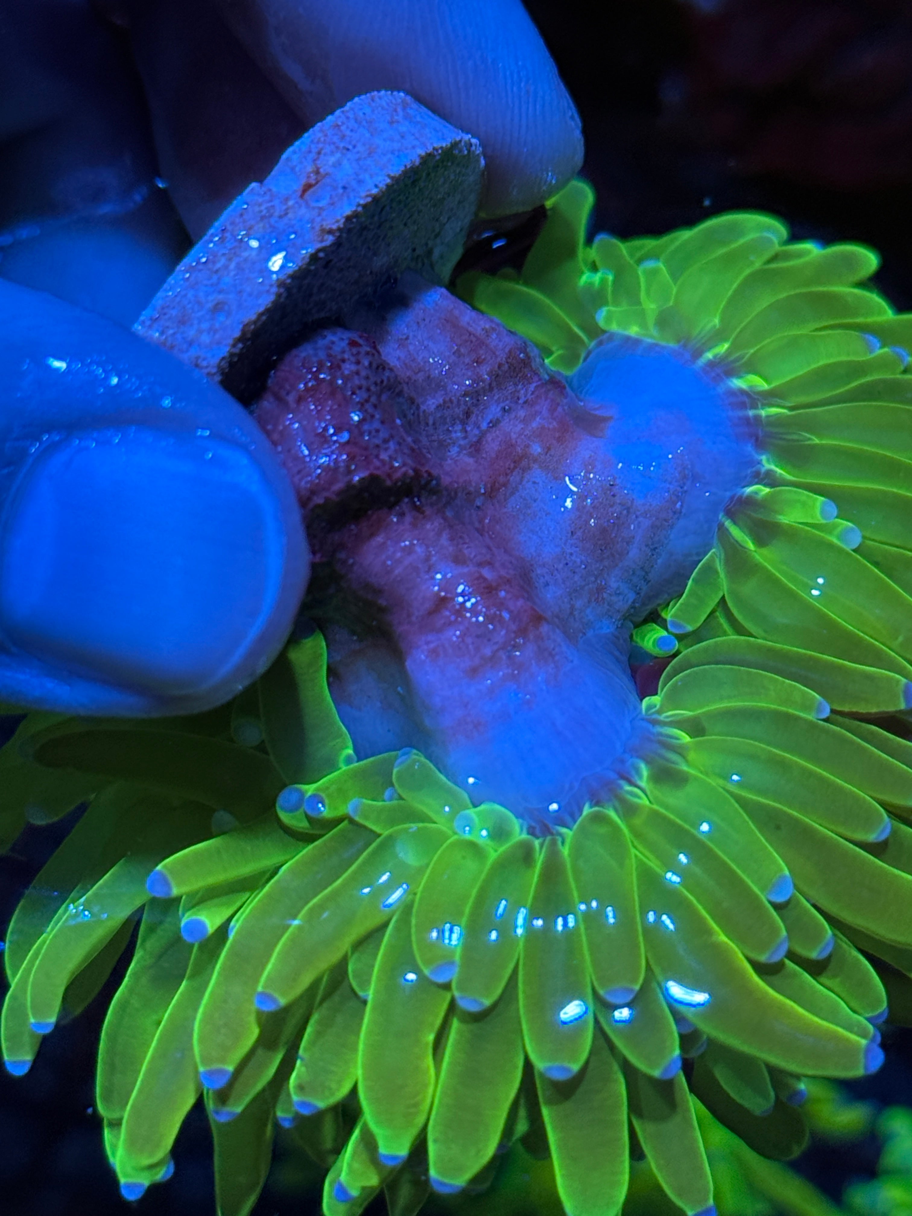 JEA Grafted Holy Grail Torch Coral 2 XL Heads