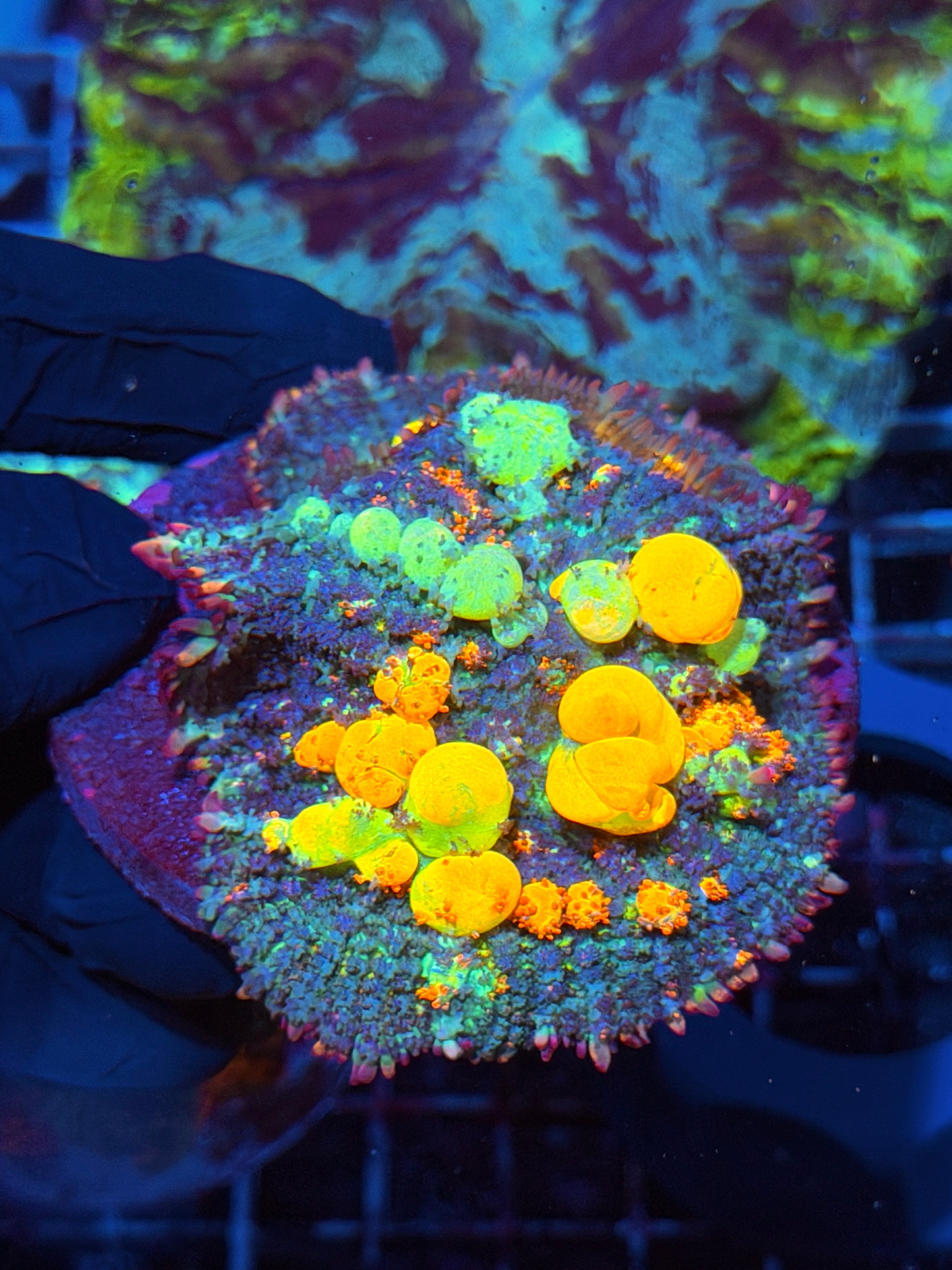 WWC OG Bounce Mushroom Coral Mama and XL Mushroom Combo