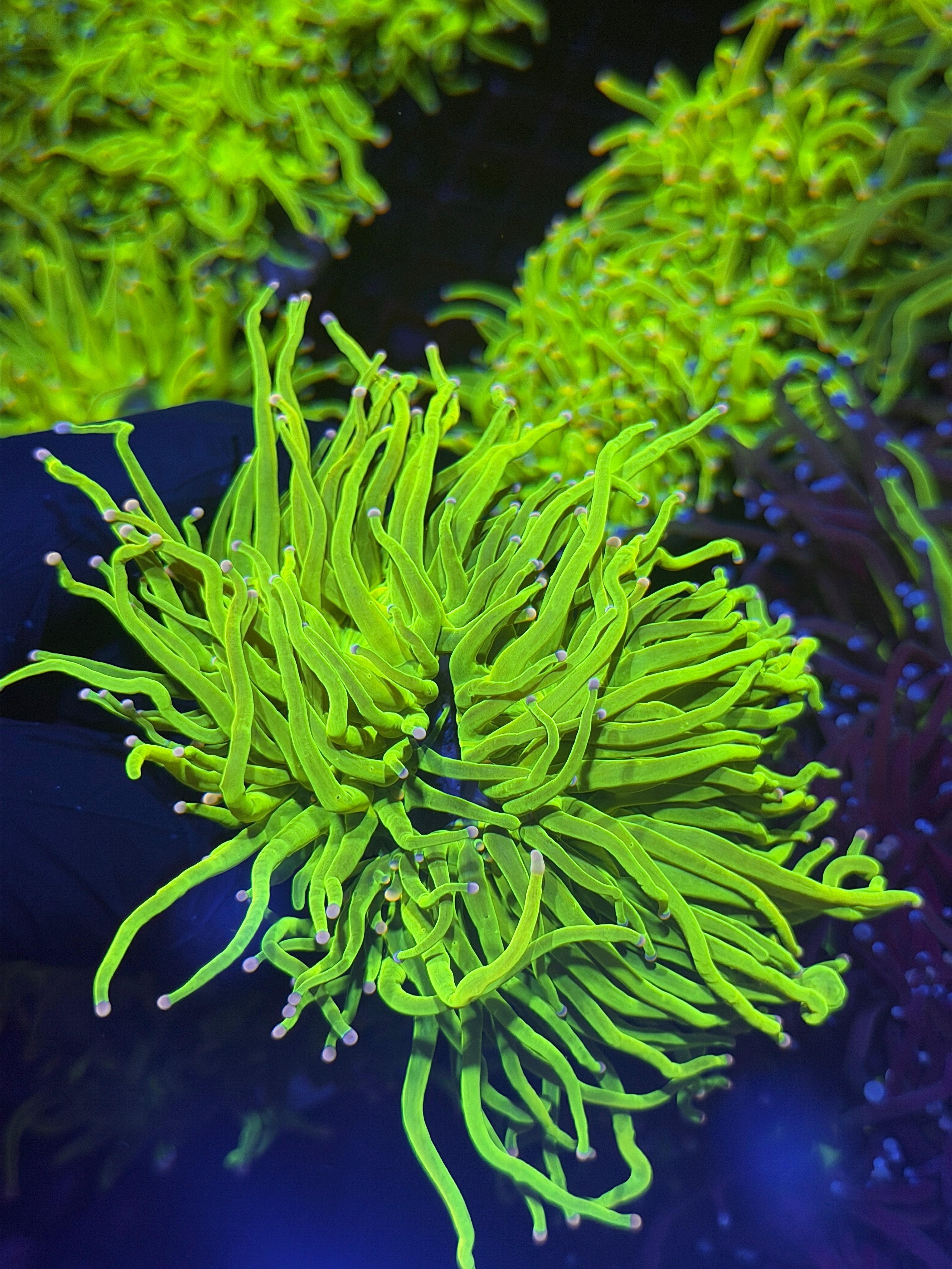 JEA Skittles Holy Grail Torch Coral 2 Heads XXL Show Size (Pink + Purple Tips)
