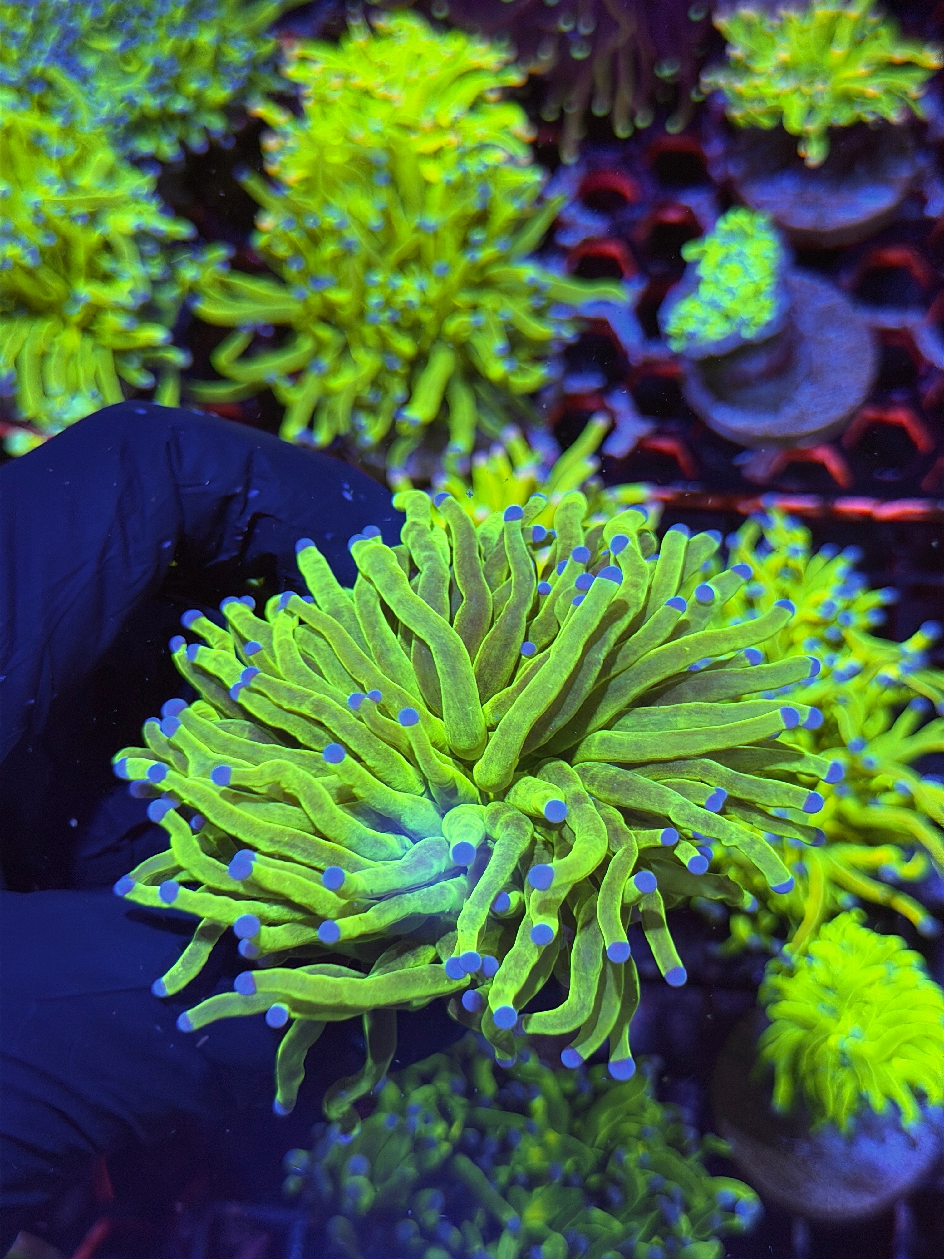 JEA Glitter Holy Grail Torch Coral 2 Heads Splitting XL