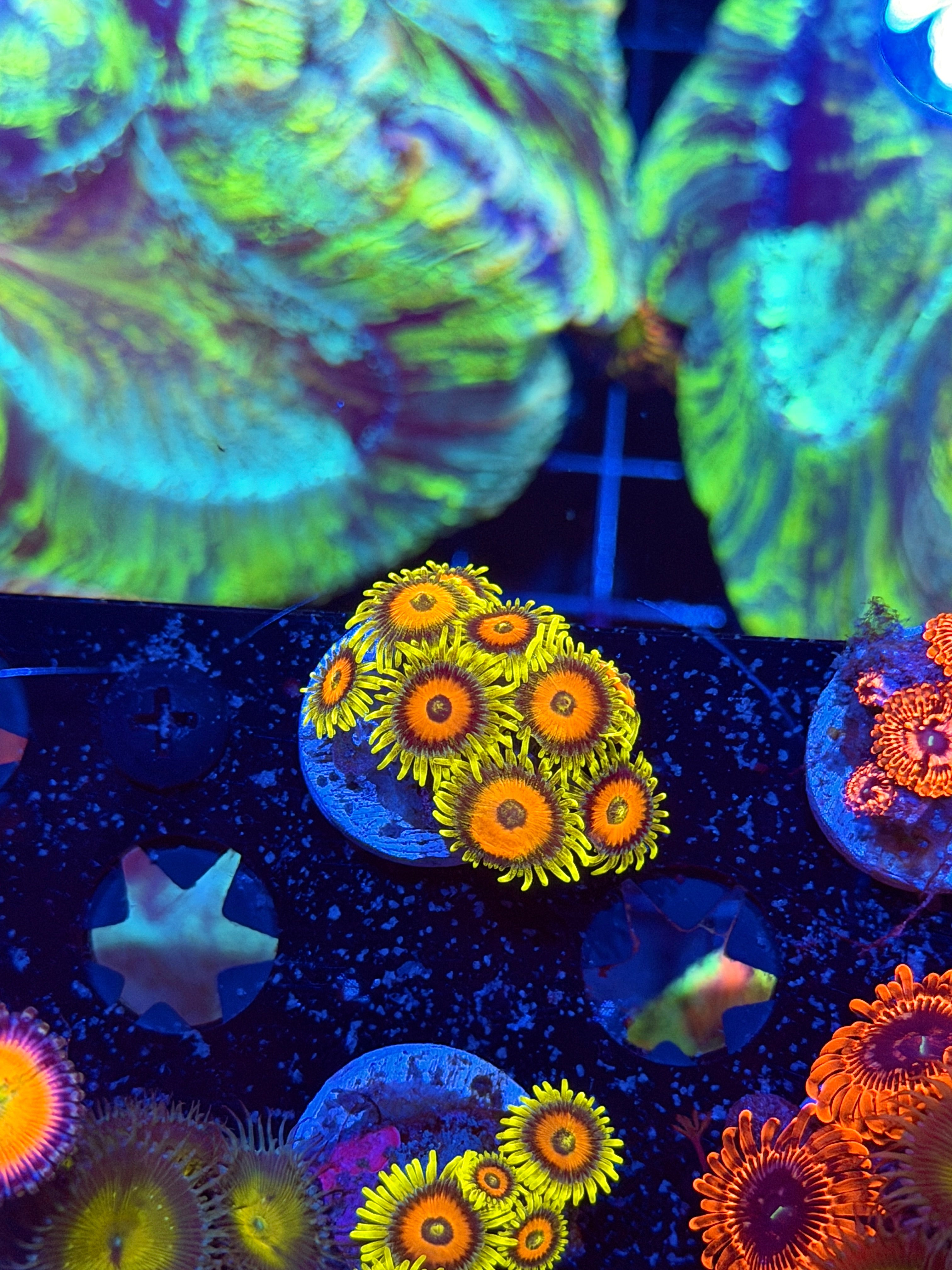 JEA Super Sunflower Zoanthid Coral 7+ Polyps