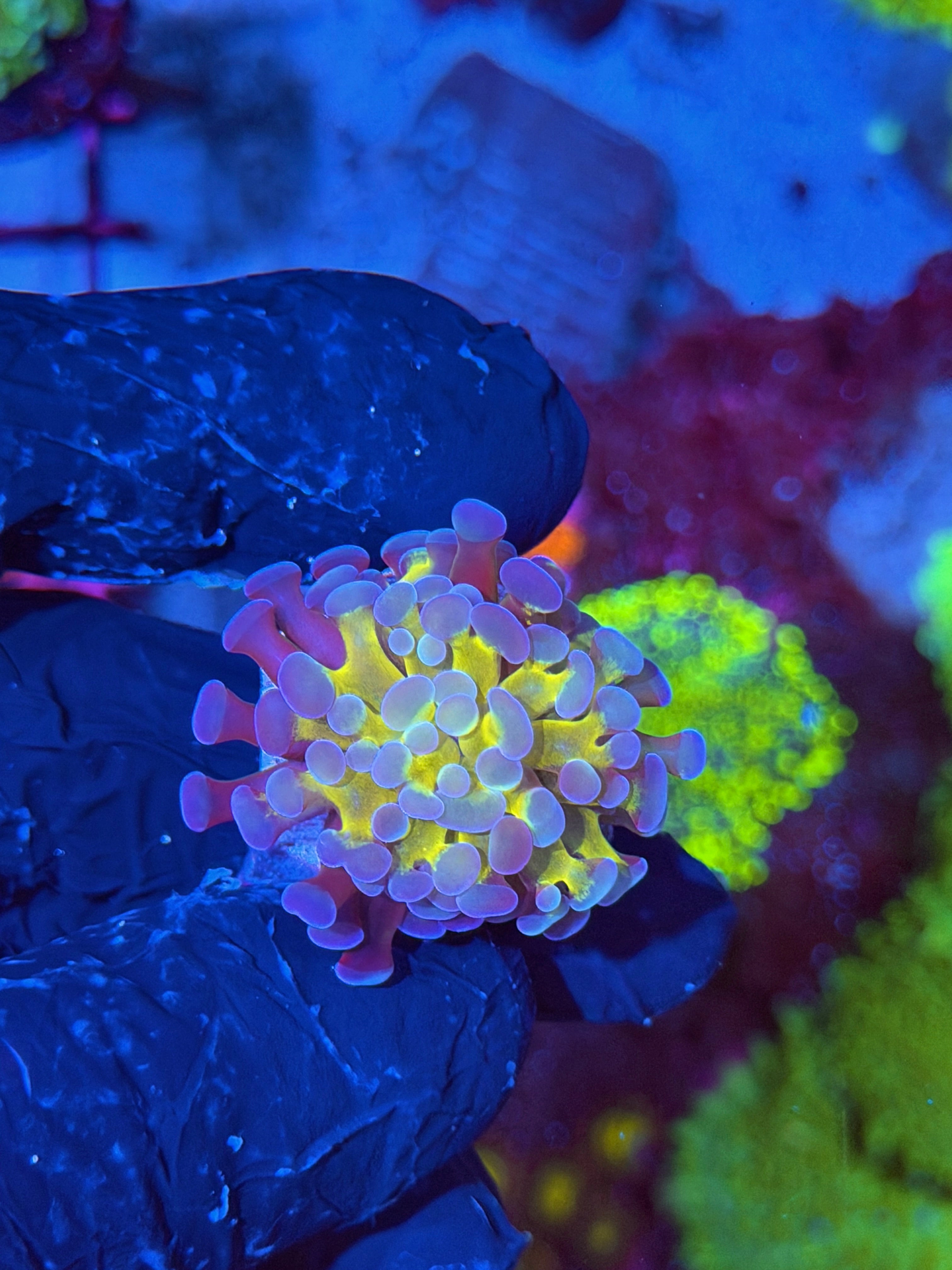 JEA Gods Gift Hammer Coral 1 XL Head
