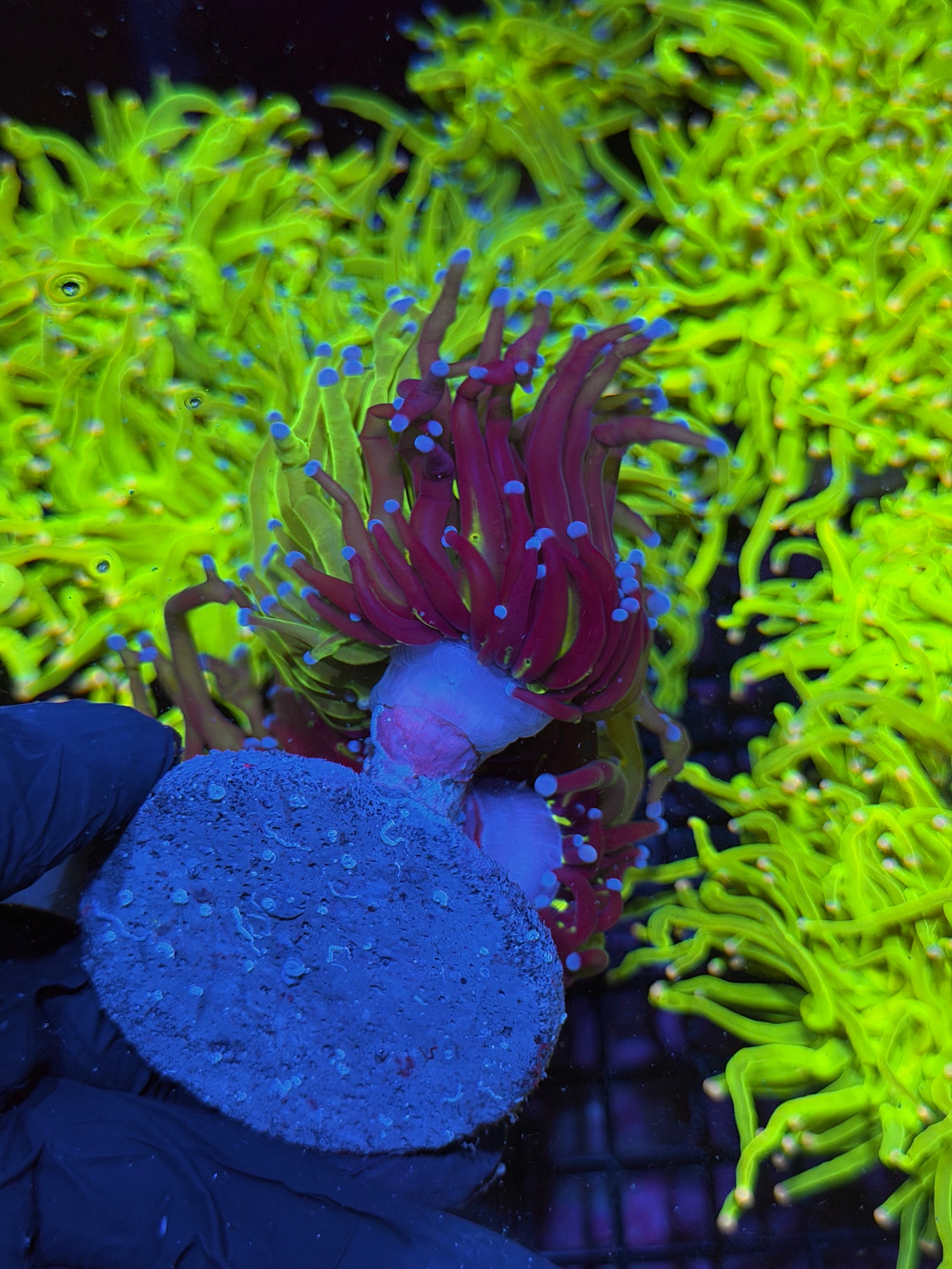 JEA Grafted Holy Grail Torch Coral 2 XXXL Heads Show Piece