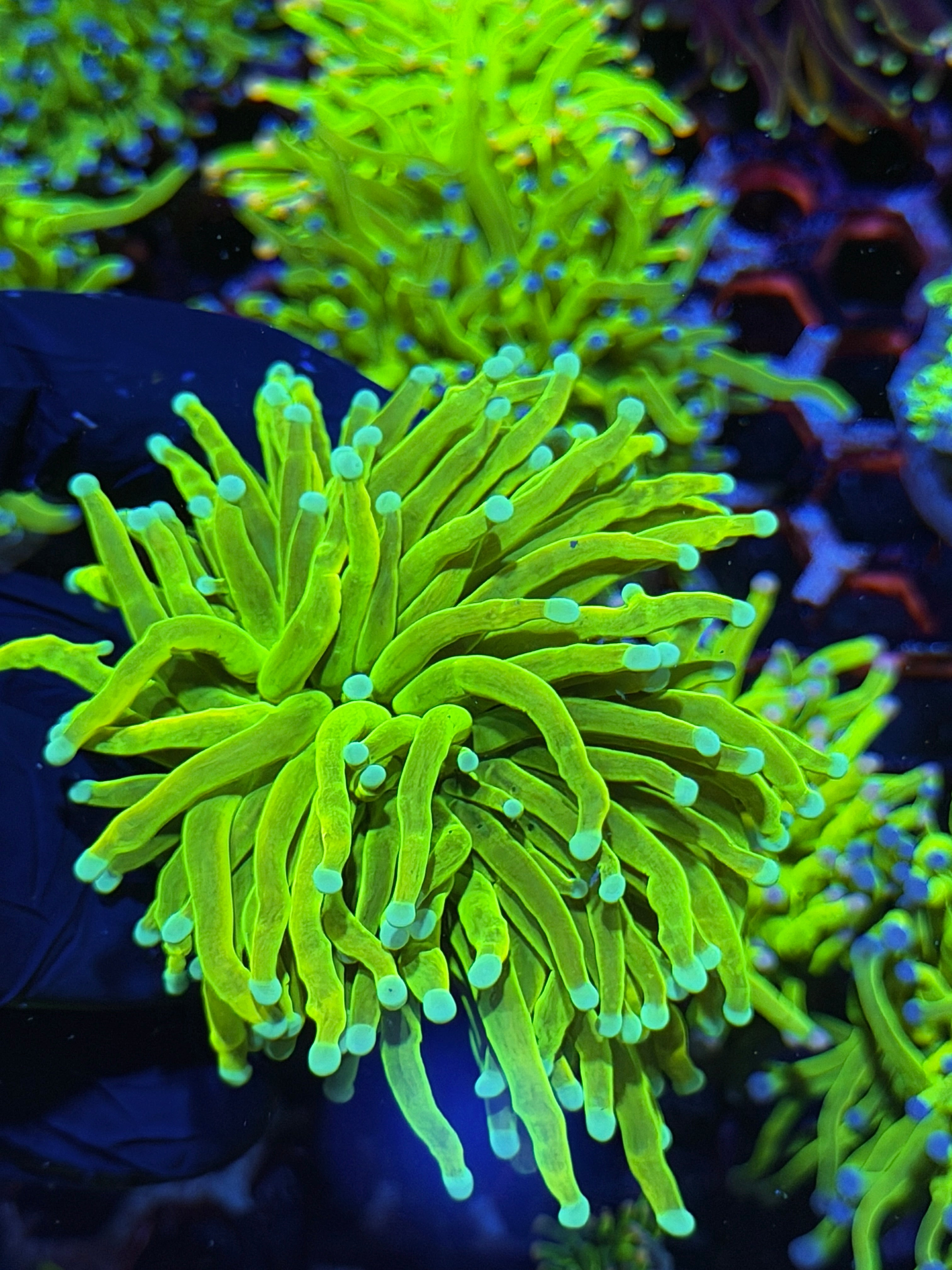 JEA Avalanche Holy Grail Torch Coral 1 XXL Head Splitting