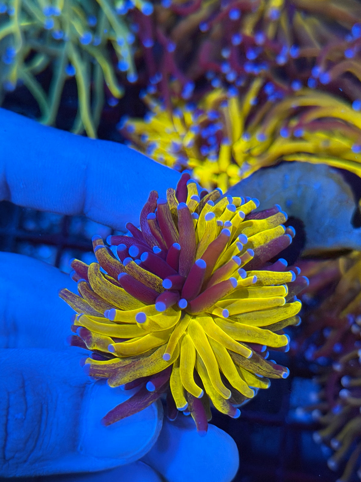 JEA Fat Stalk Grafted Orange Tiger Torch Coral 1 XL Head BRIGHT 9/21