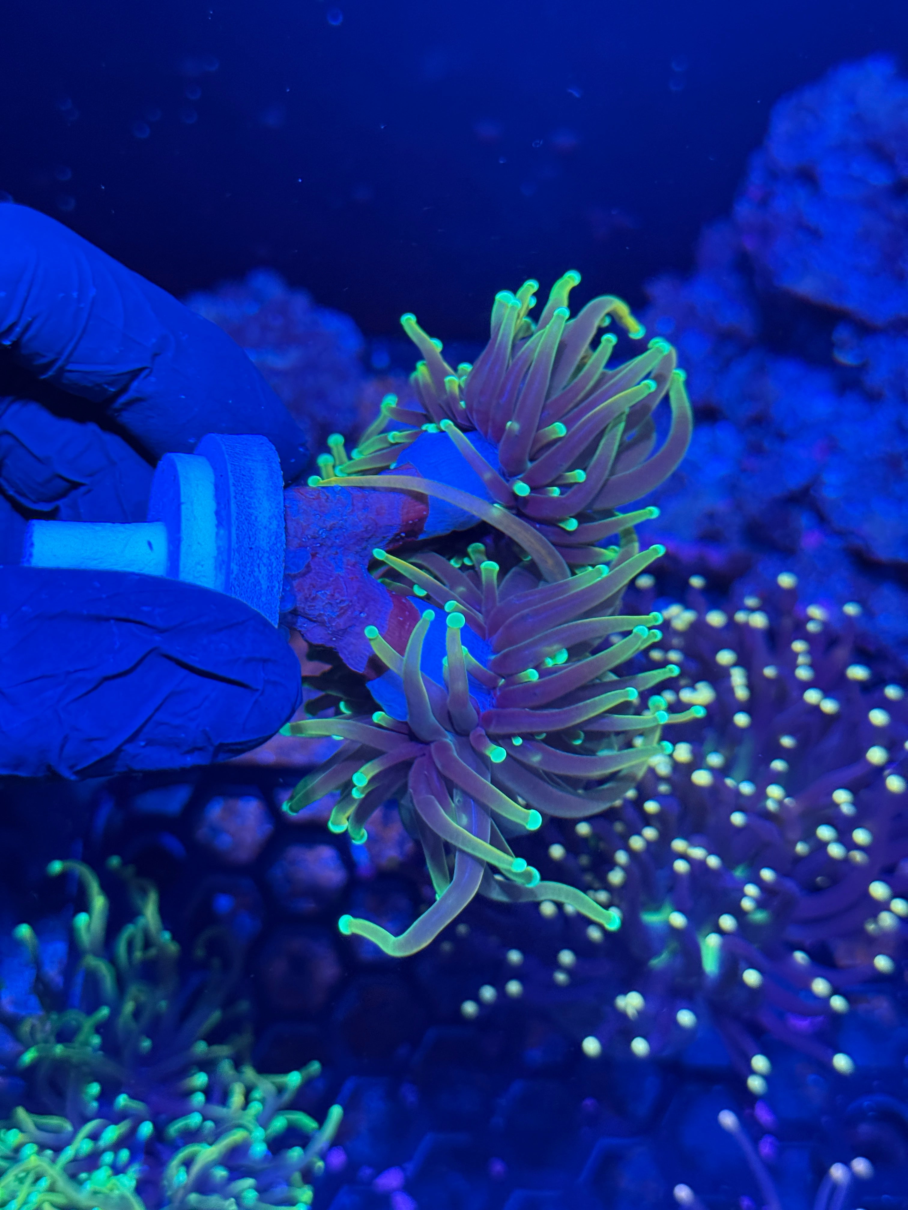 cc21 Tails Torch Coral Insanely Bright 2 Heads XL
