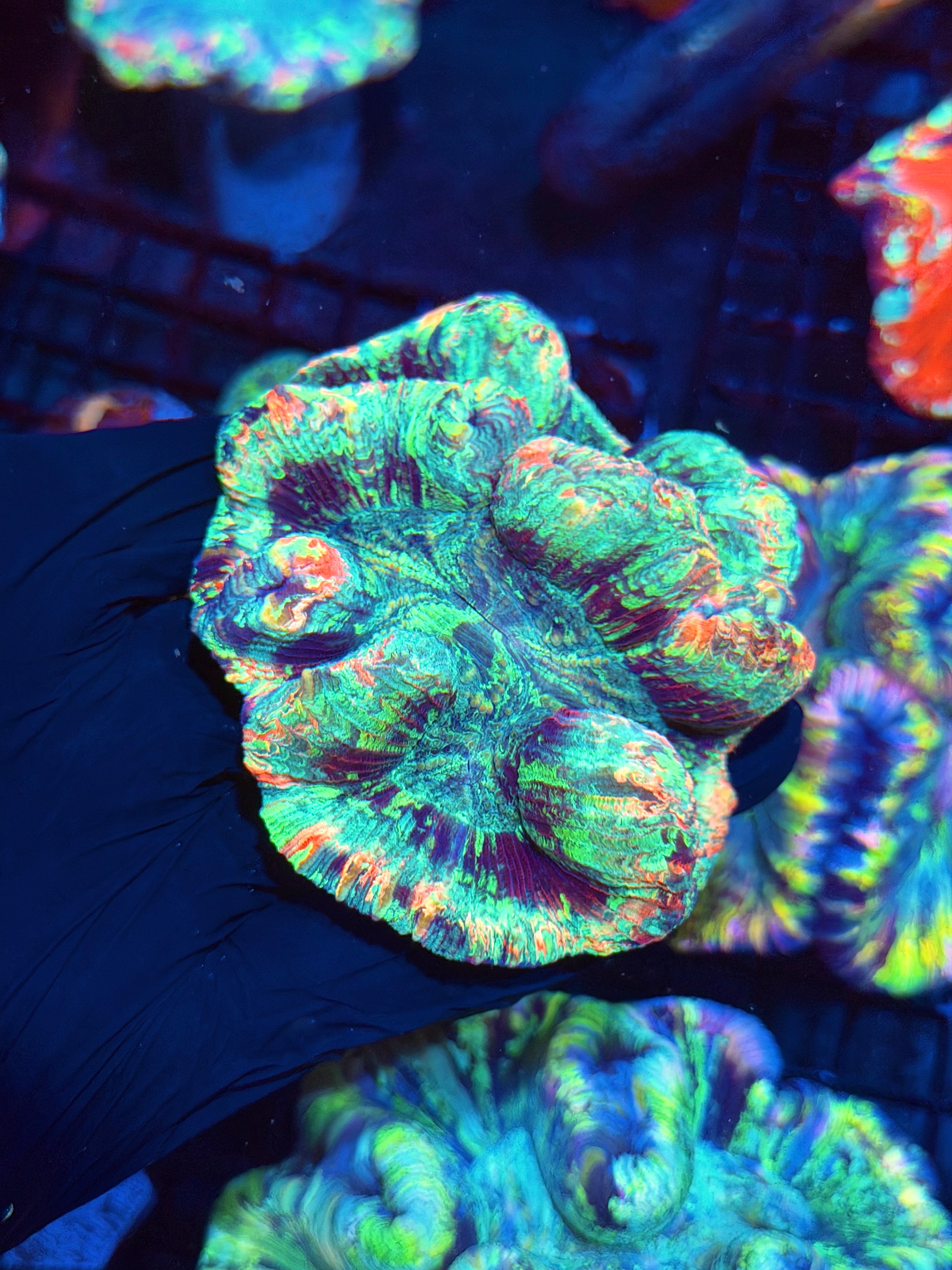 Rainbow Trachyphyllia Meat Coral Bright