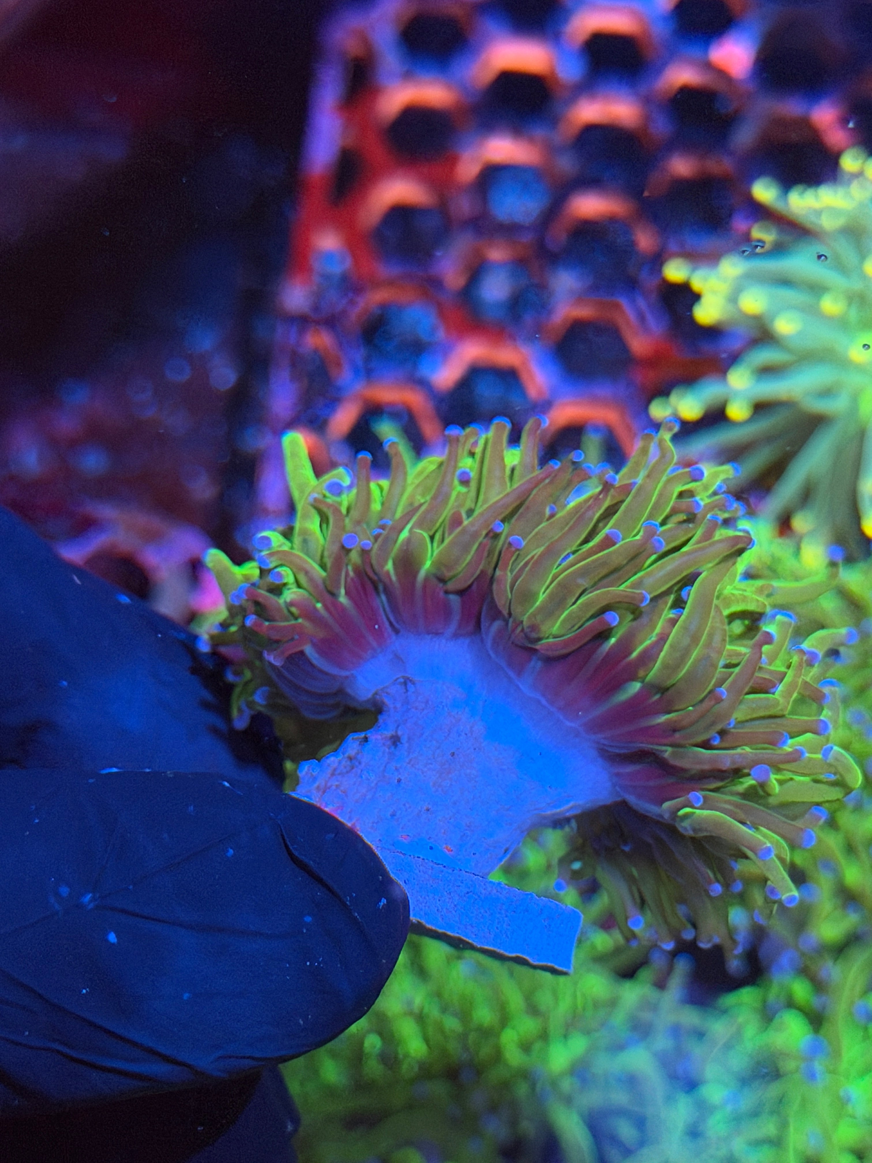 JEA Grafted Todd’s Torch Coral 1 XL Head Splitting 9/6