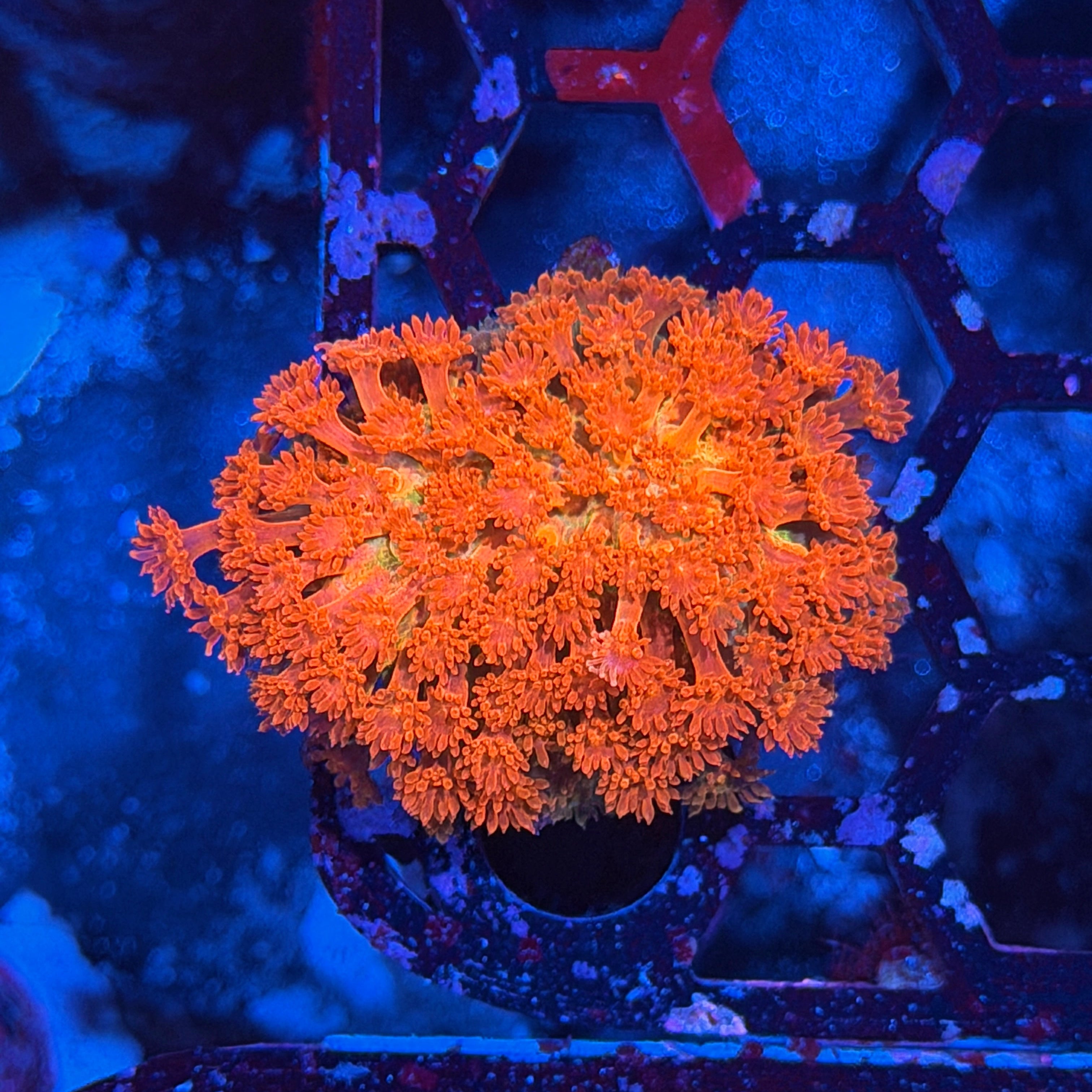 JEA Heatwave Goniopora Coral 6/4