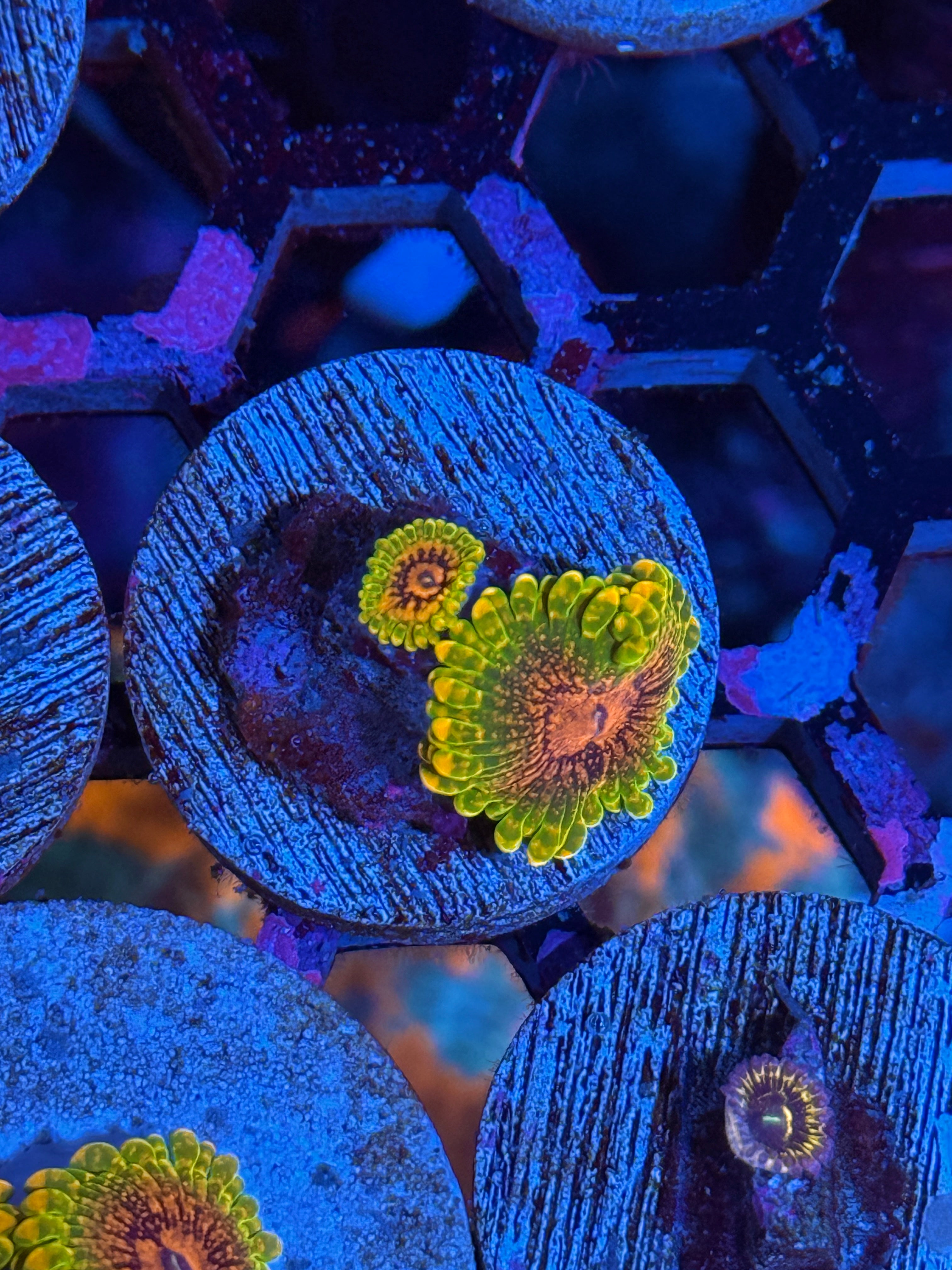 GMK Grand Master Krakatoa Zoanthid Coral 2 Xl Polyps 10/5