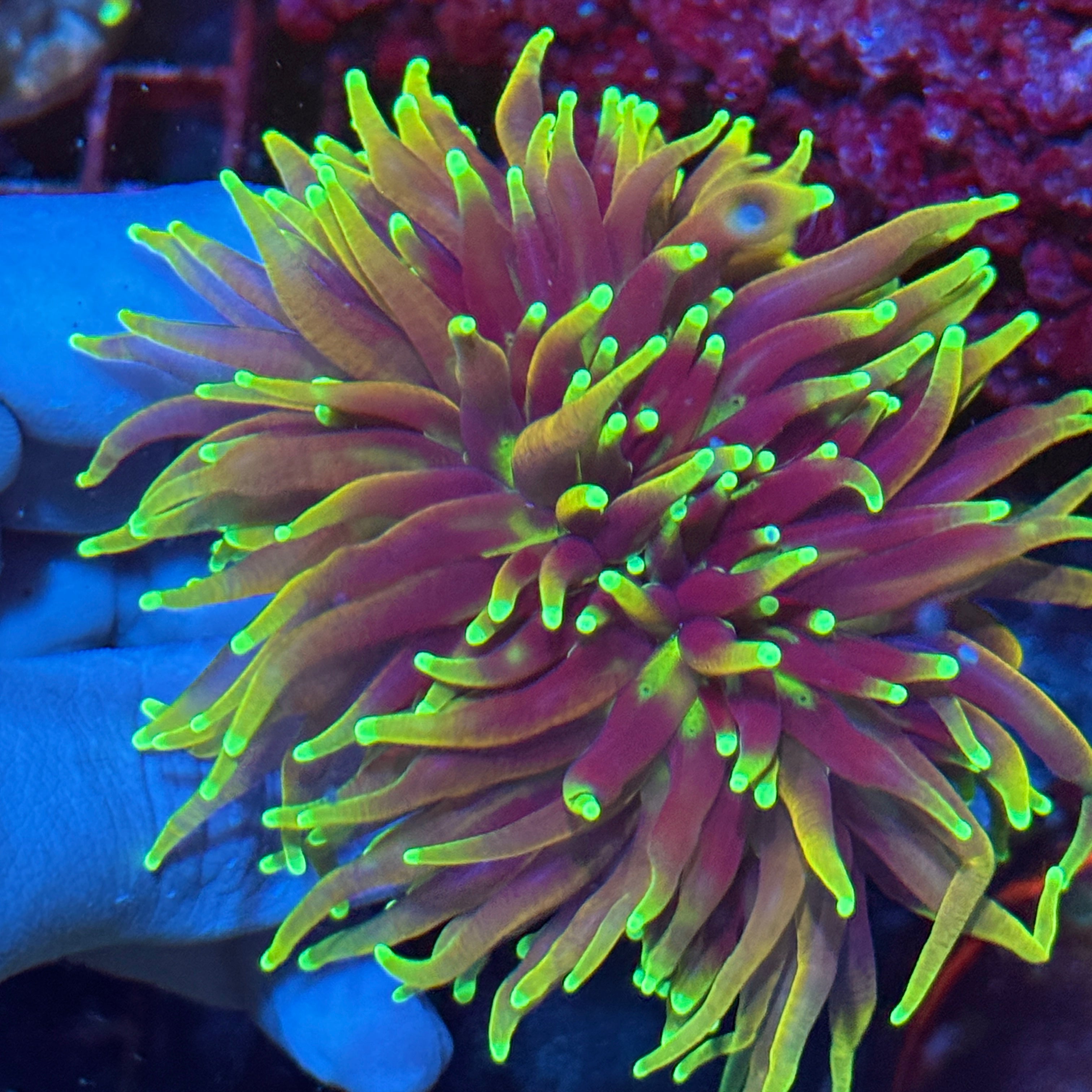 JEA OG Dragon Soul Green Mouth 2 Heads XXL AQUACULTURED
