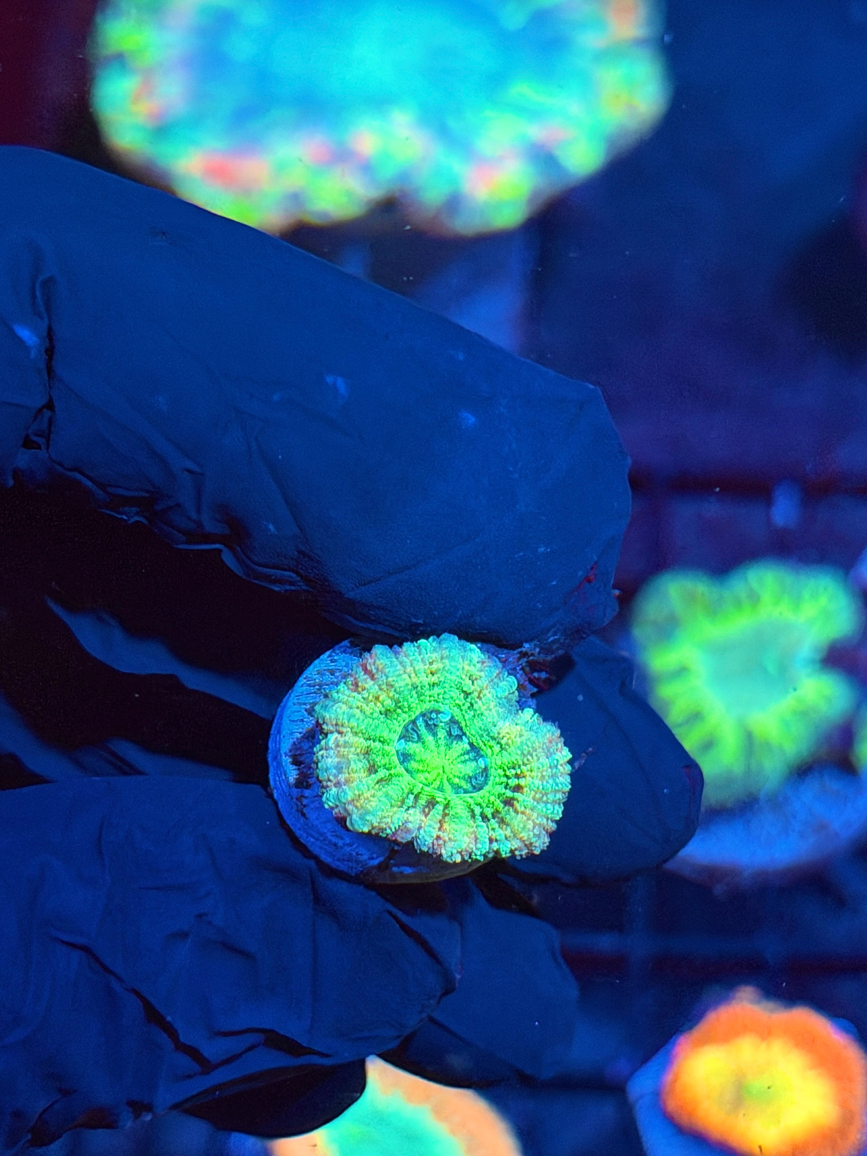 JEA Rainbow Cyclone Asian Acans 1 Head * Only Frag Available*