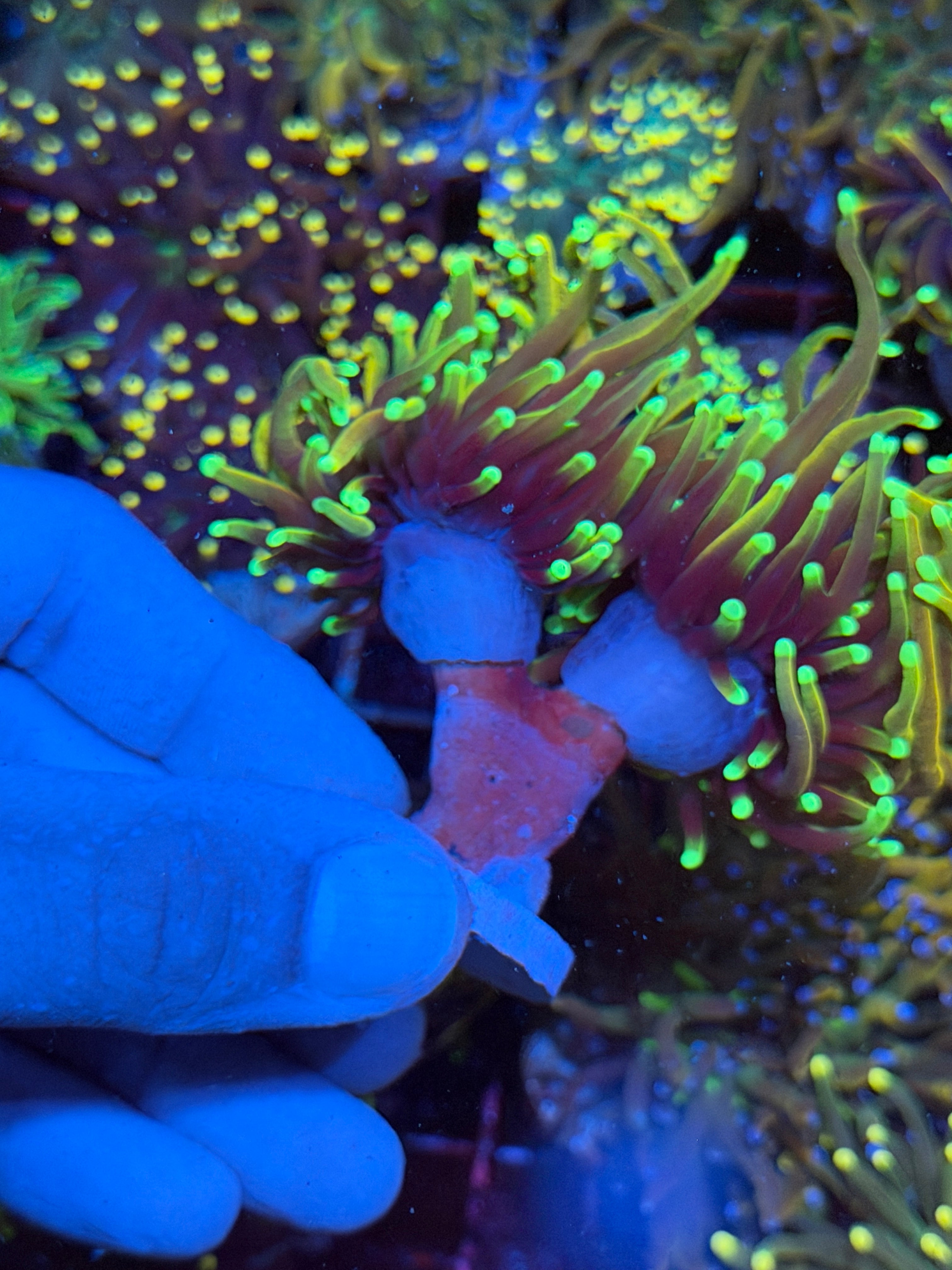JEA Dragon Fire Torch Coral 2 Heads XXXL